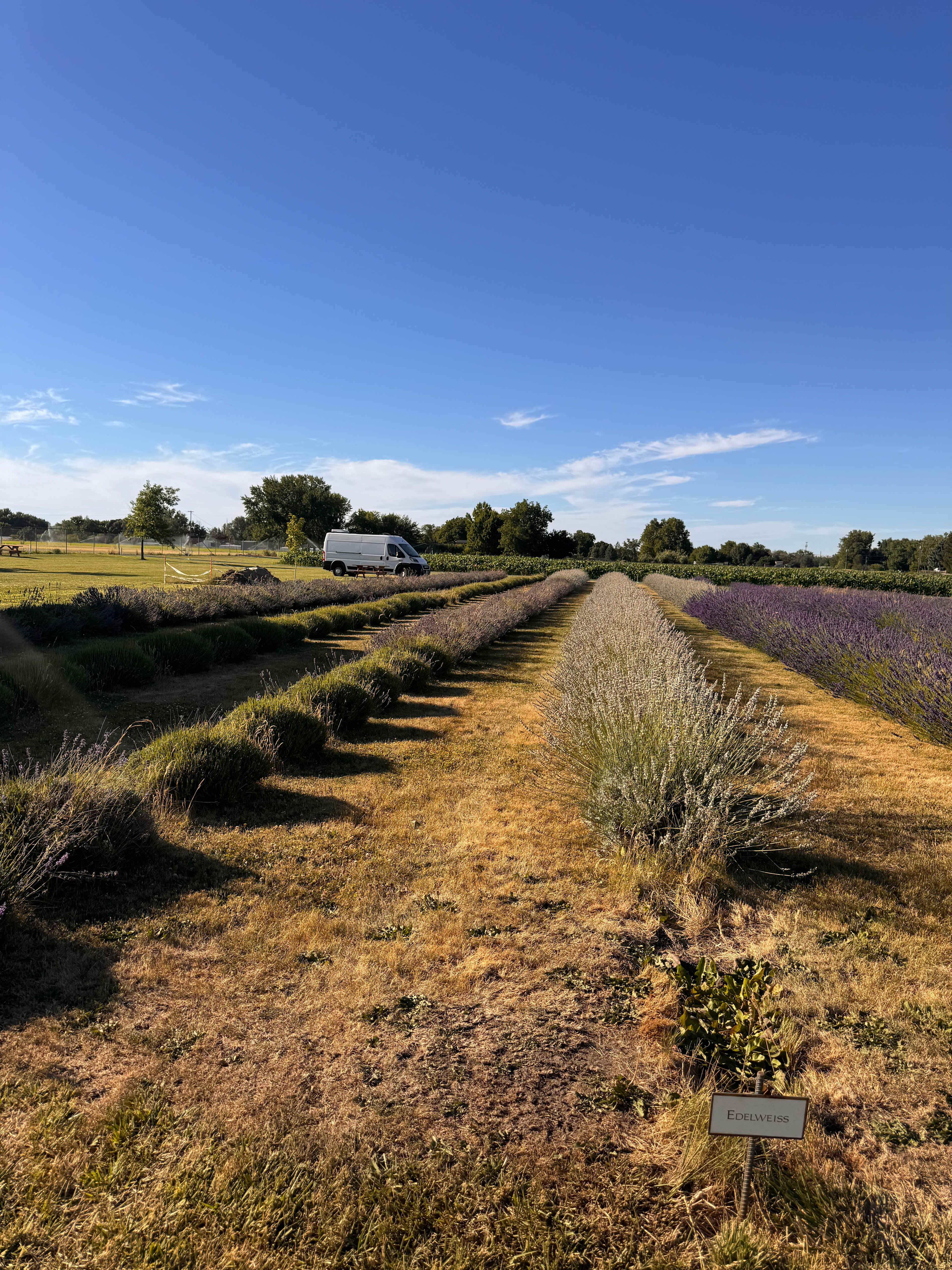 Relaxing, Peaceful Lavender Farm