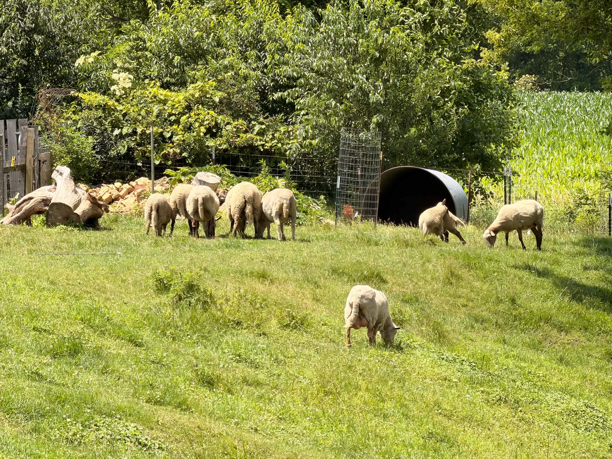 Circle M Farm Stay: Camp or Glamp
