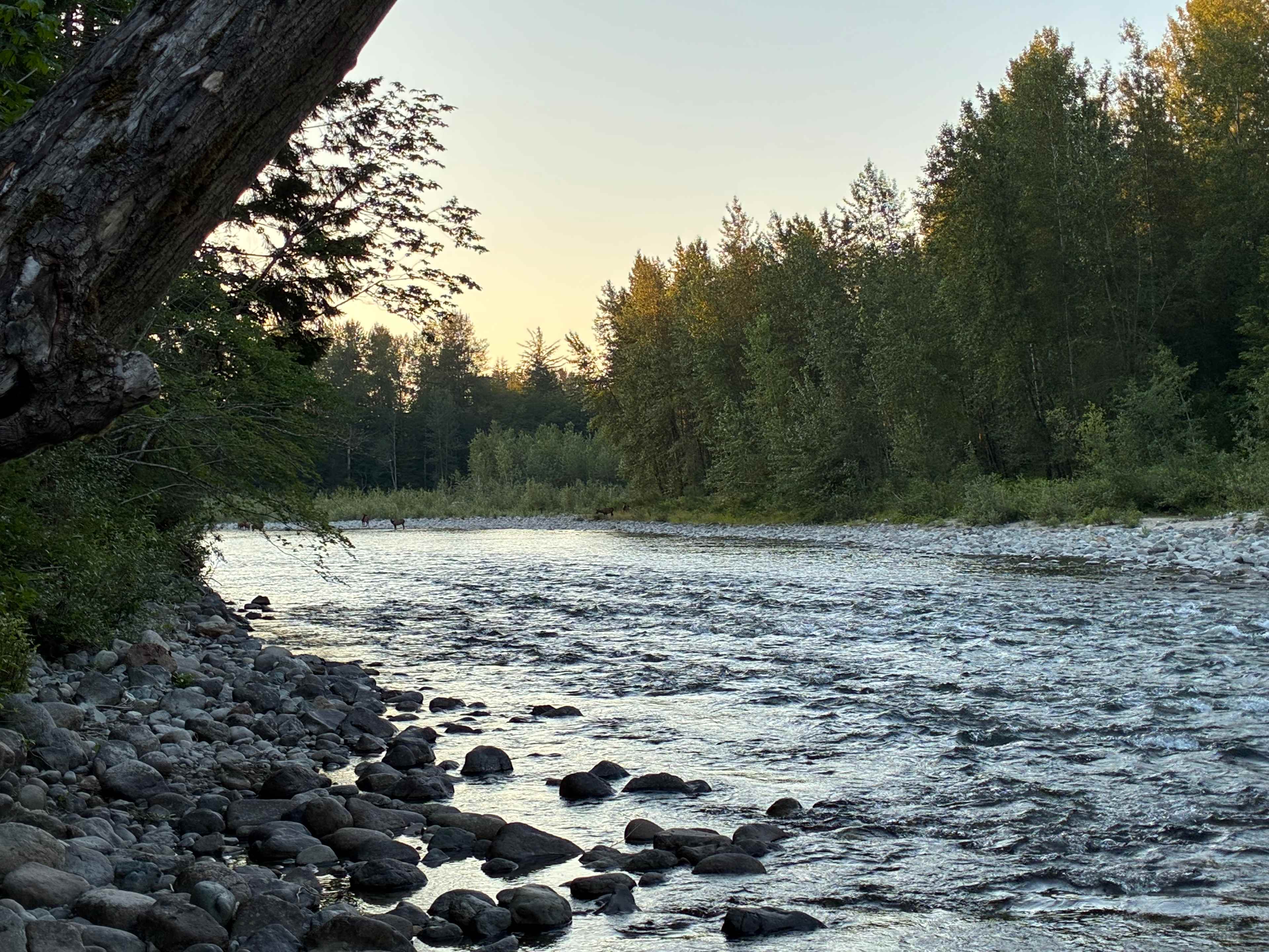 Forested with River Access/Firepit