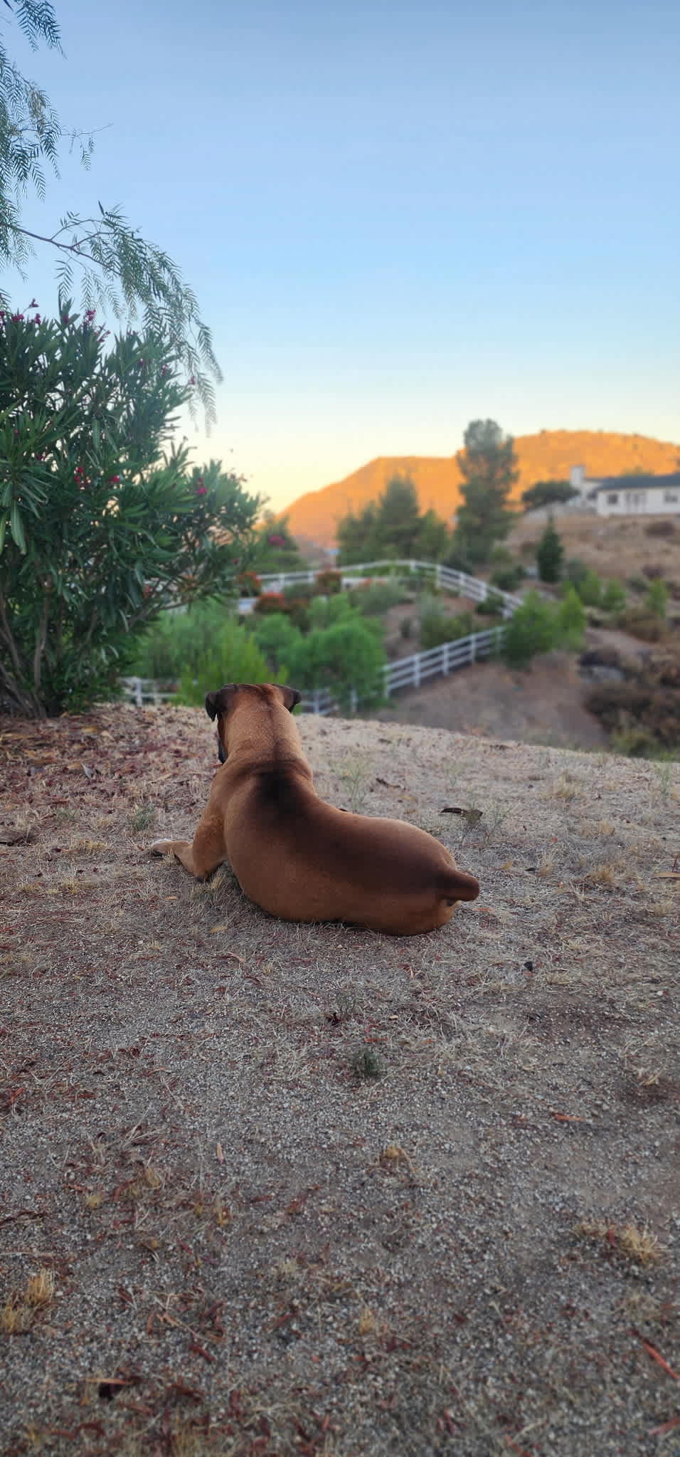 Shadow Hills