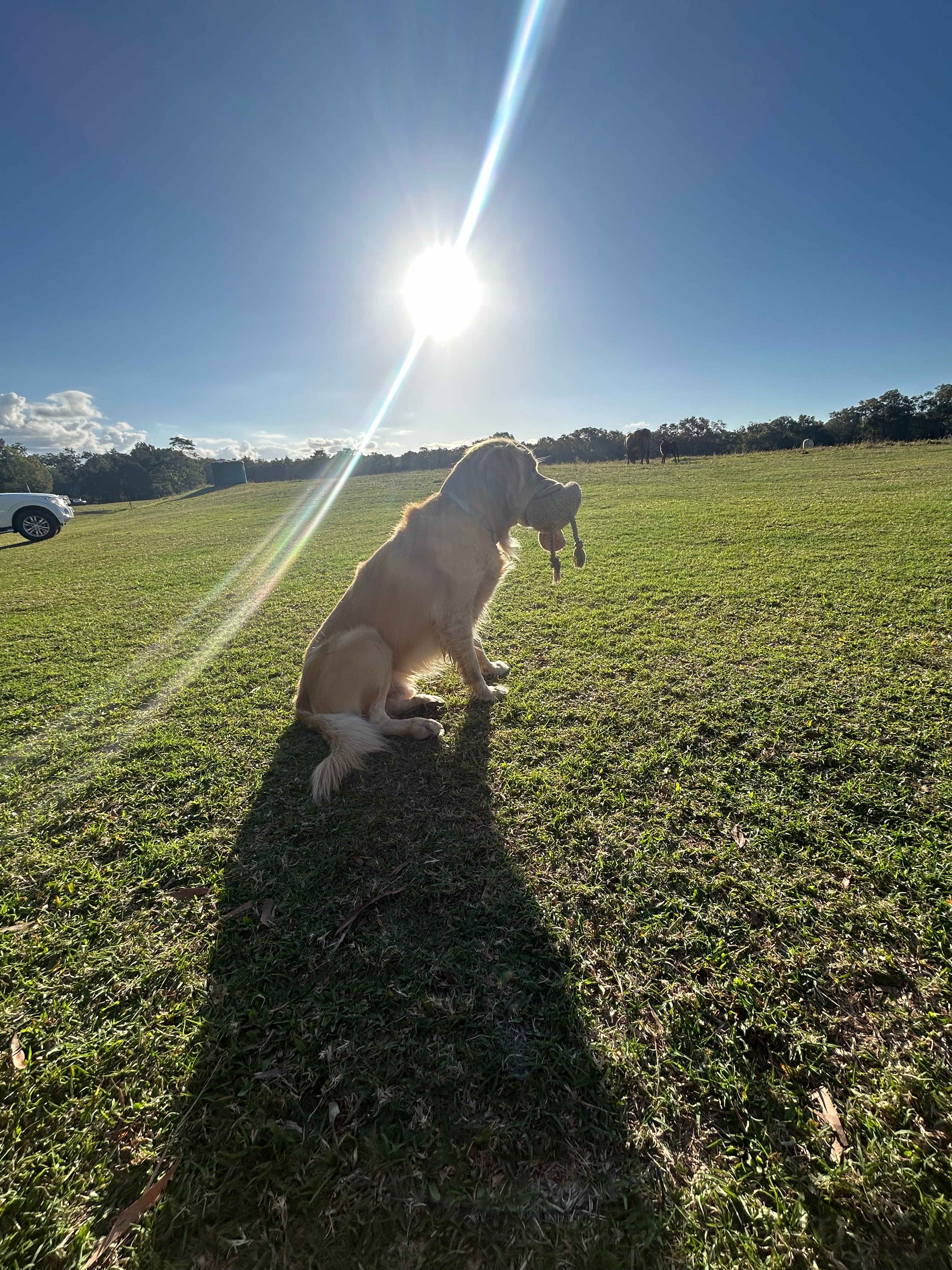 Otis watching the cows 