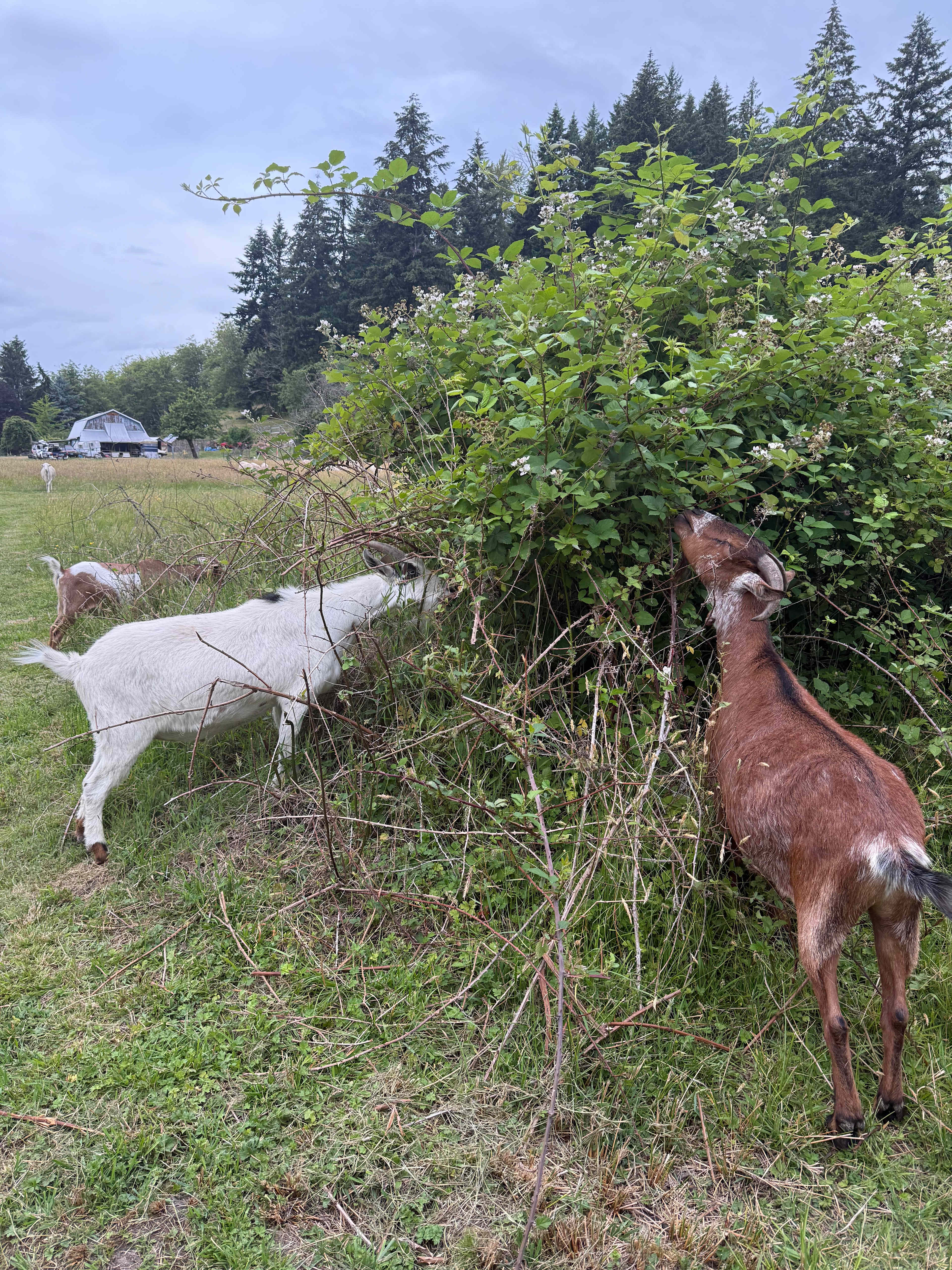 The Khohay Farm