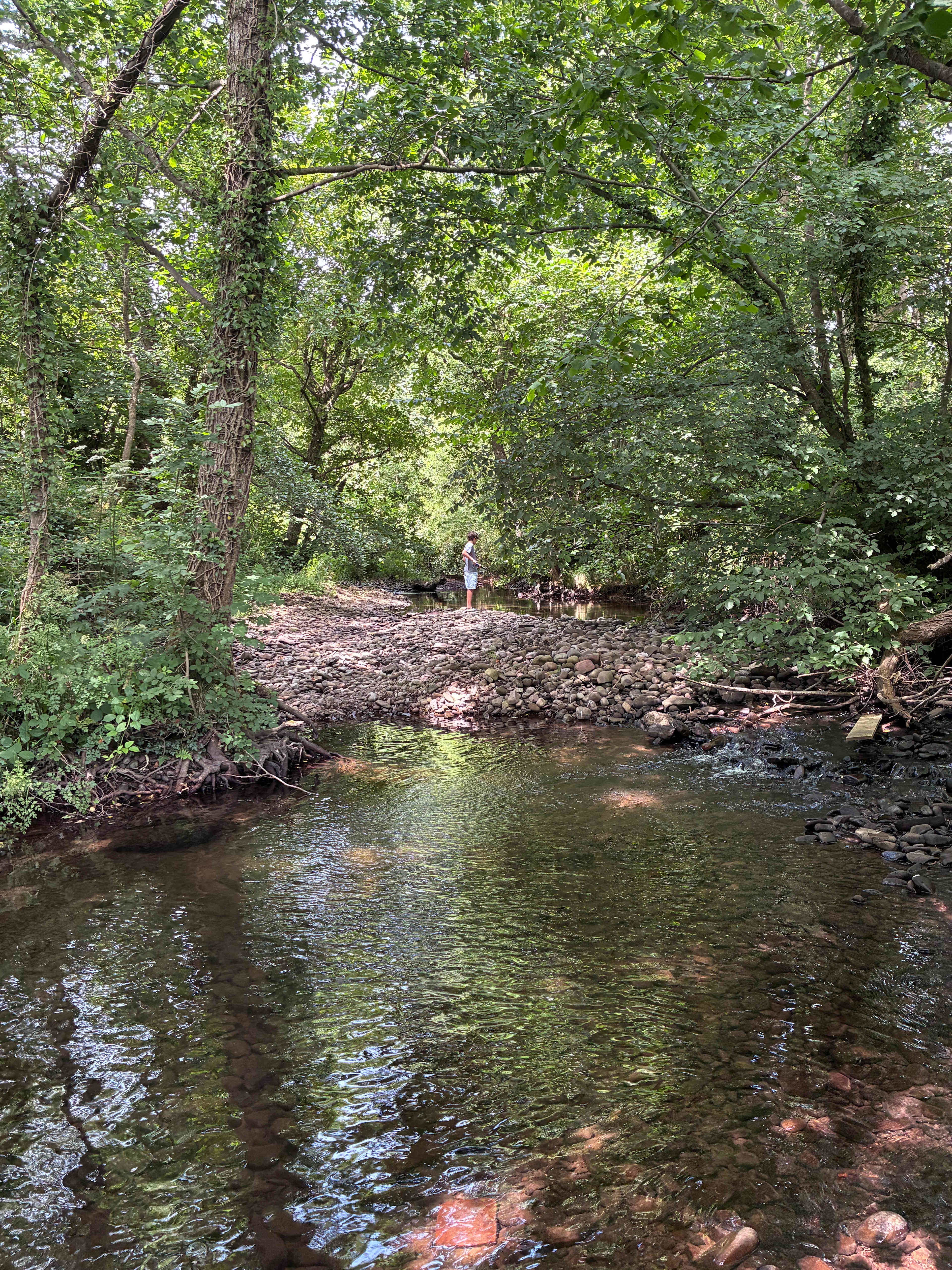 Pytingwyn Woods