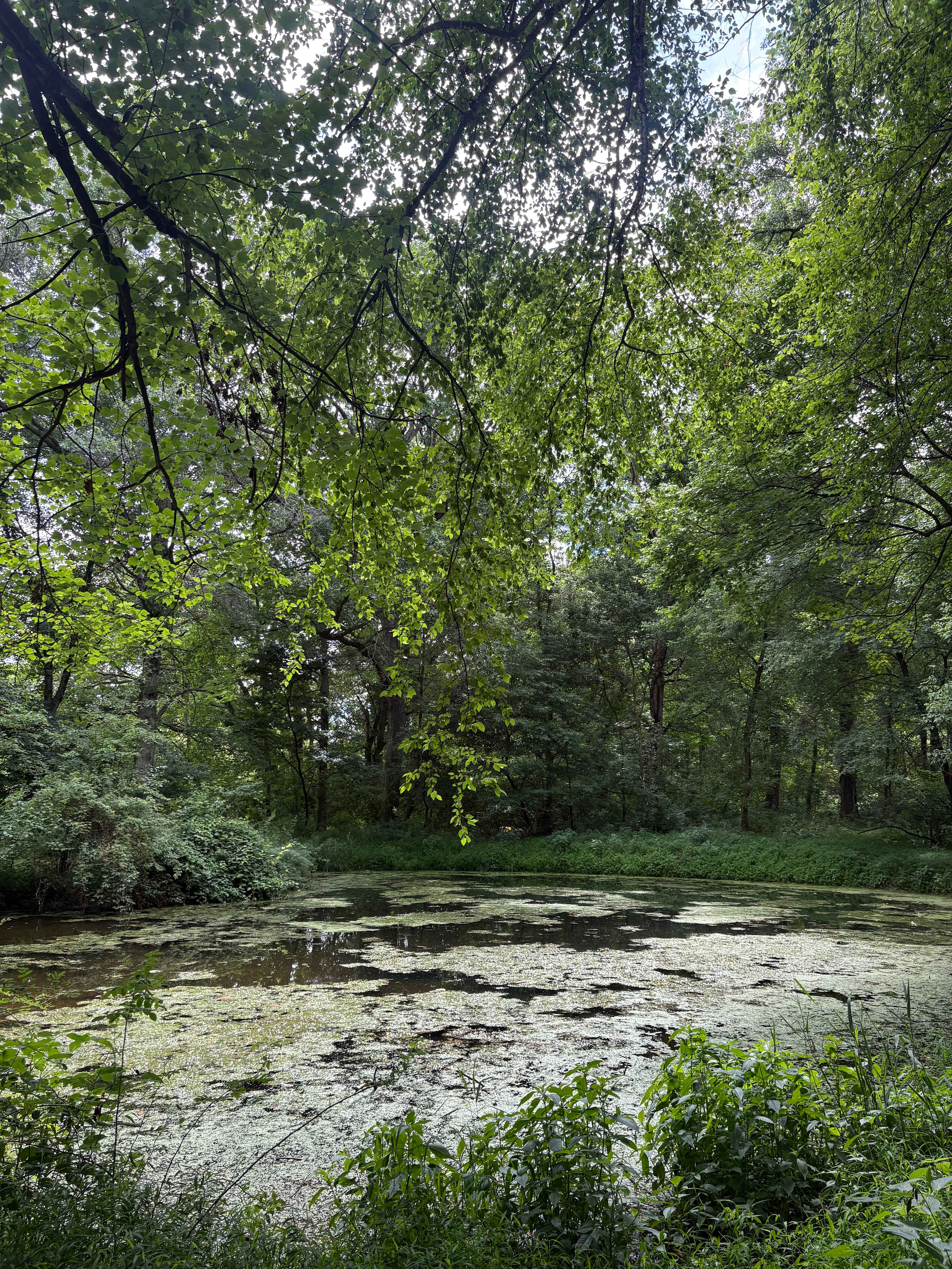 Conowingo Creek Campsite