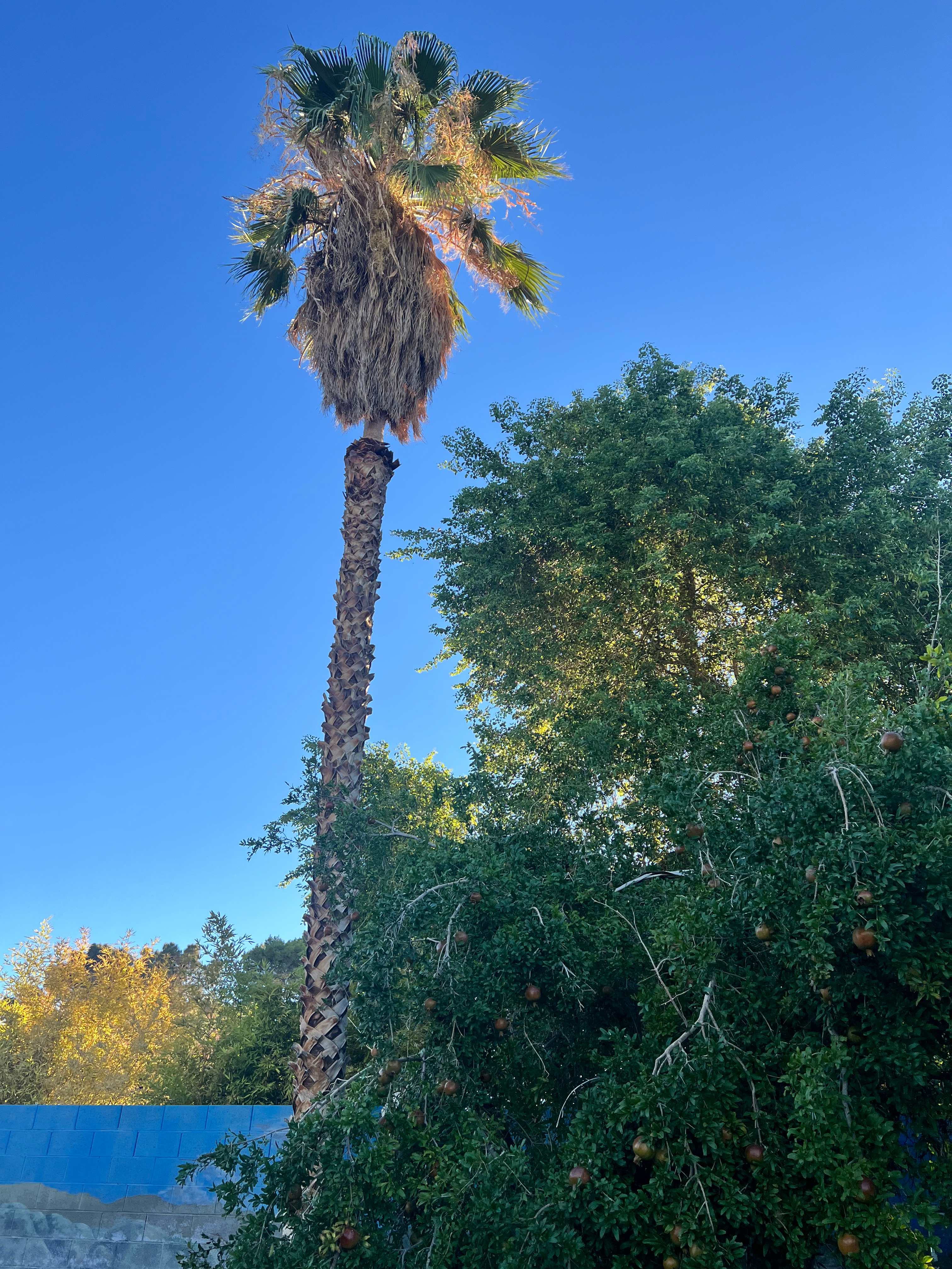 Garden Oasis in the Heart of Vegas