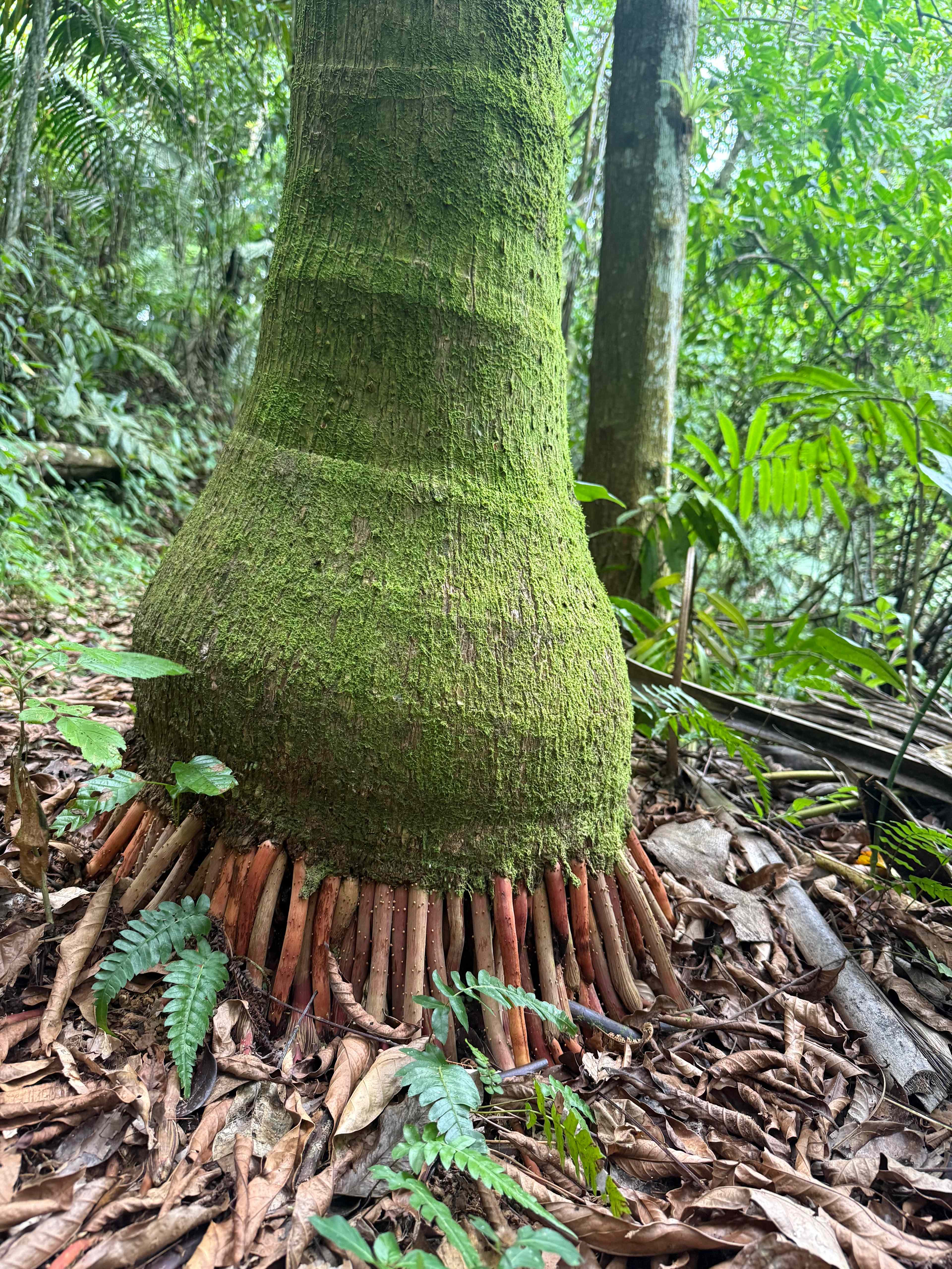 PR Rainforest Retreat