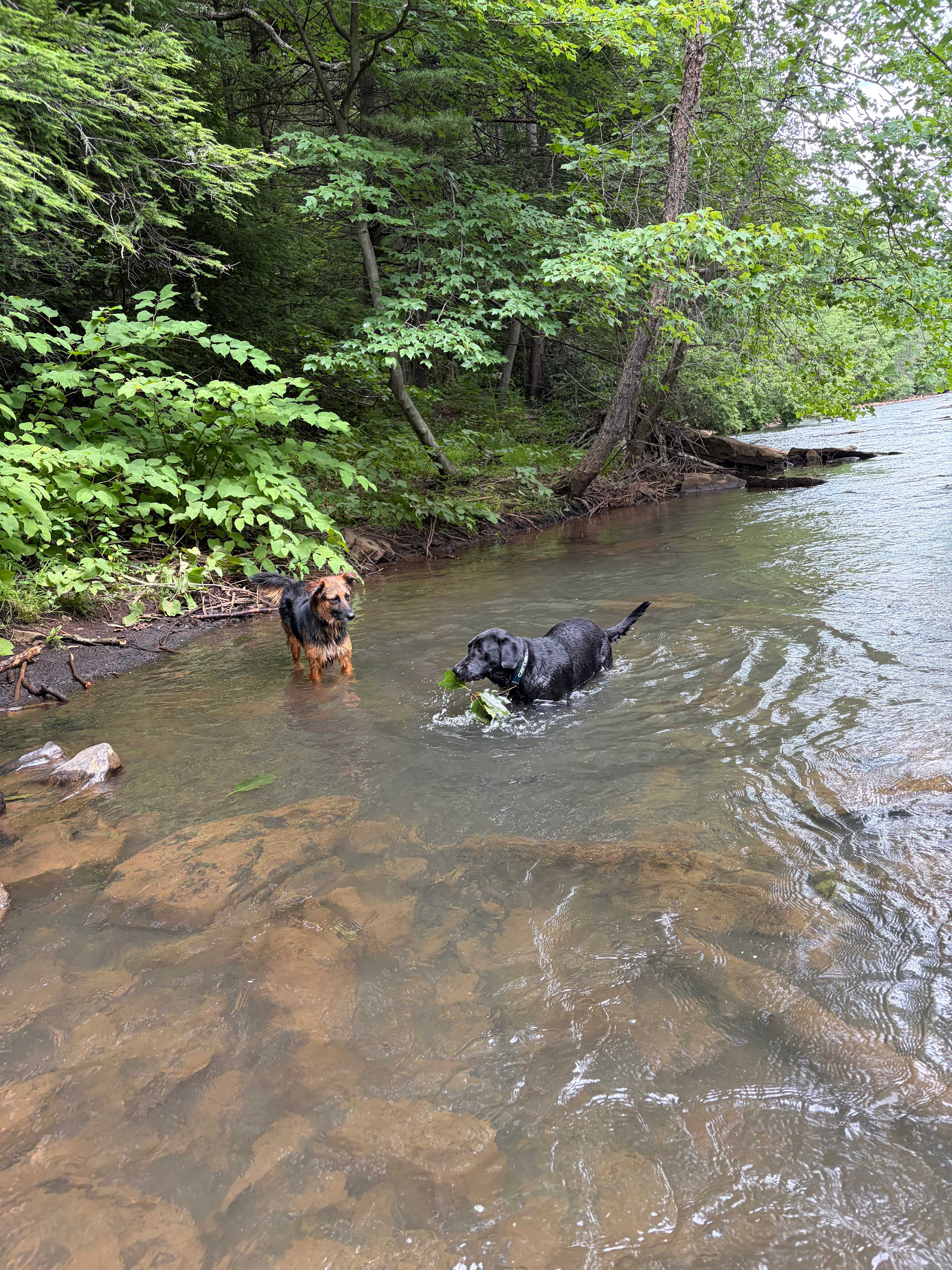 Mahanoy Creek Campground