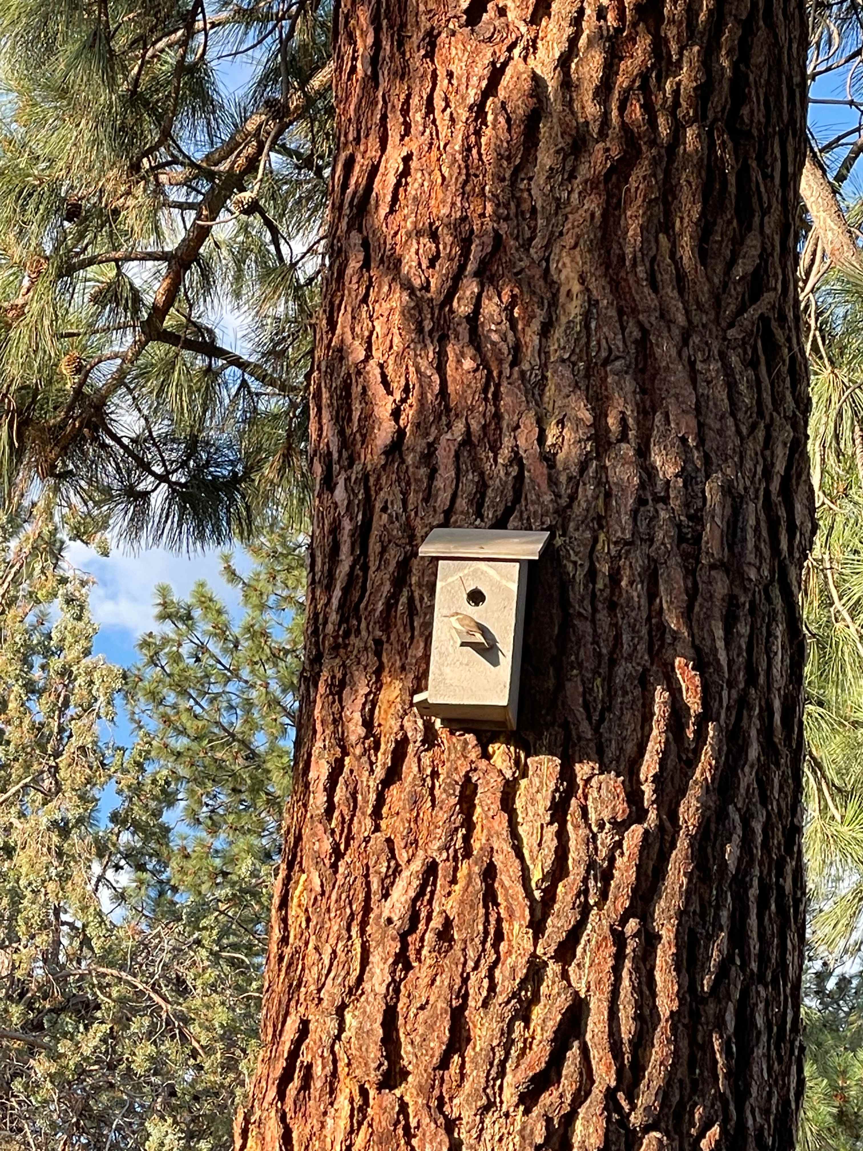 Northern House Wren!!