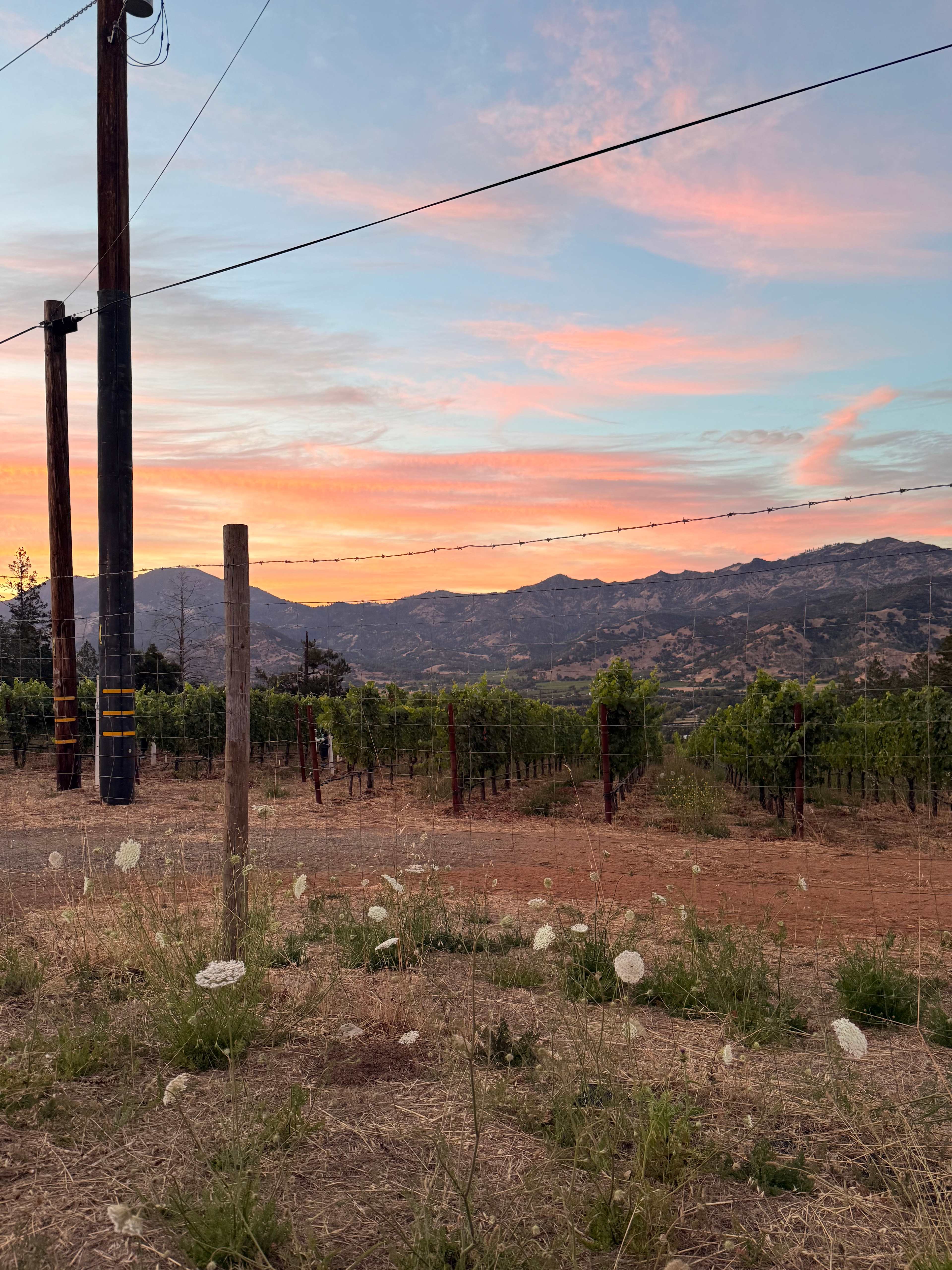 Calistoga Dreaming
