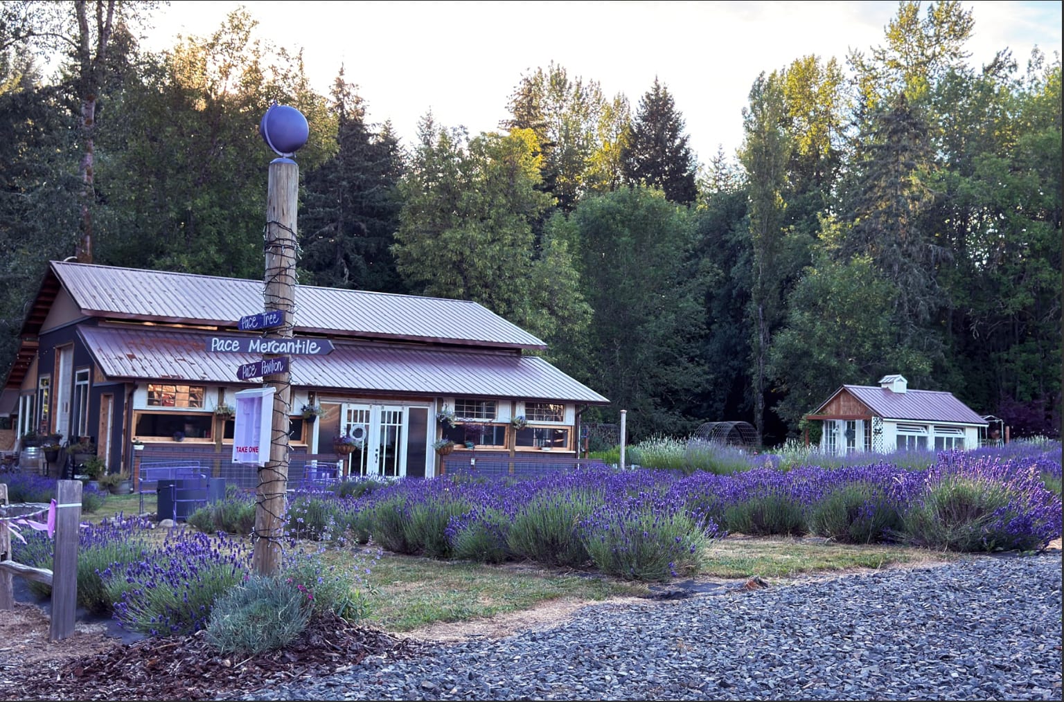 Pace Family Lavender & Hobby Farm
