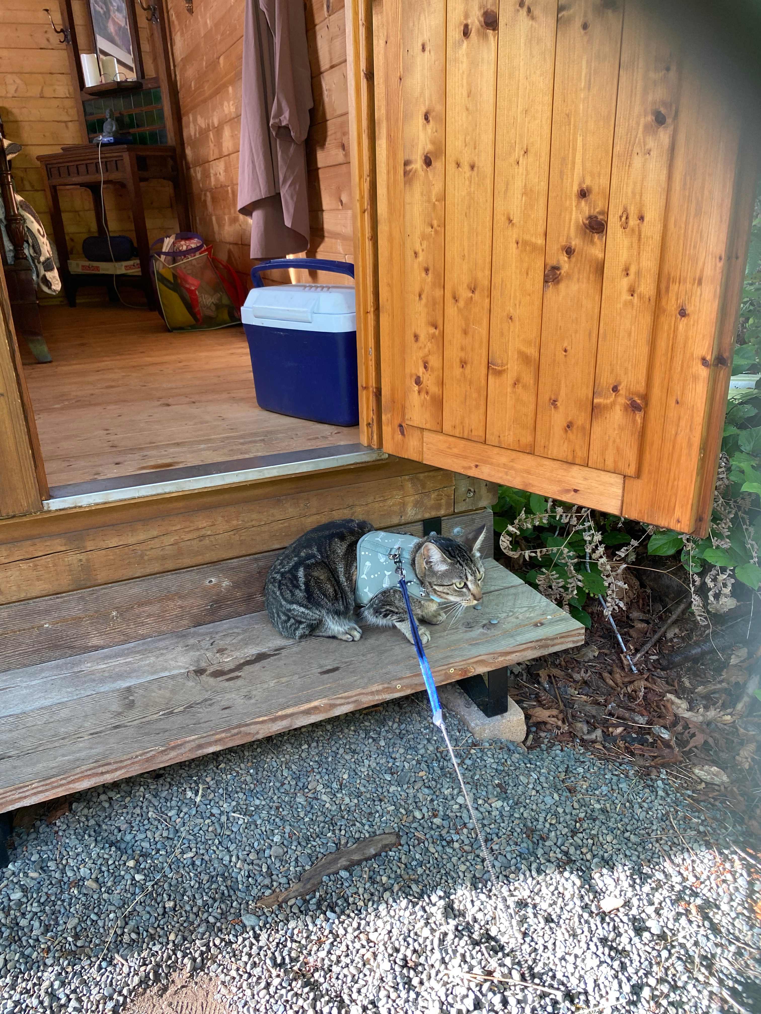 Guarding the cabin 