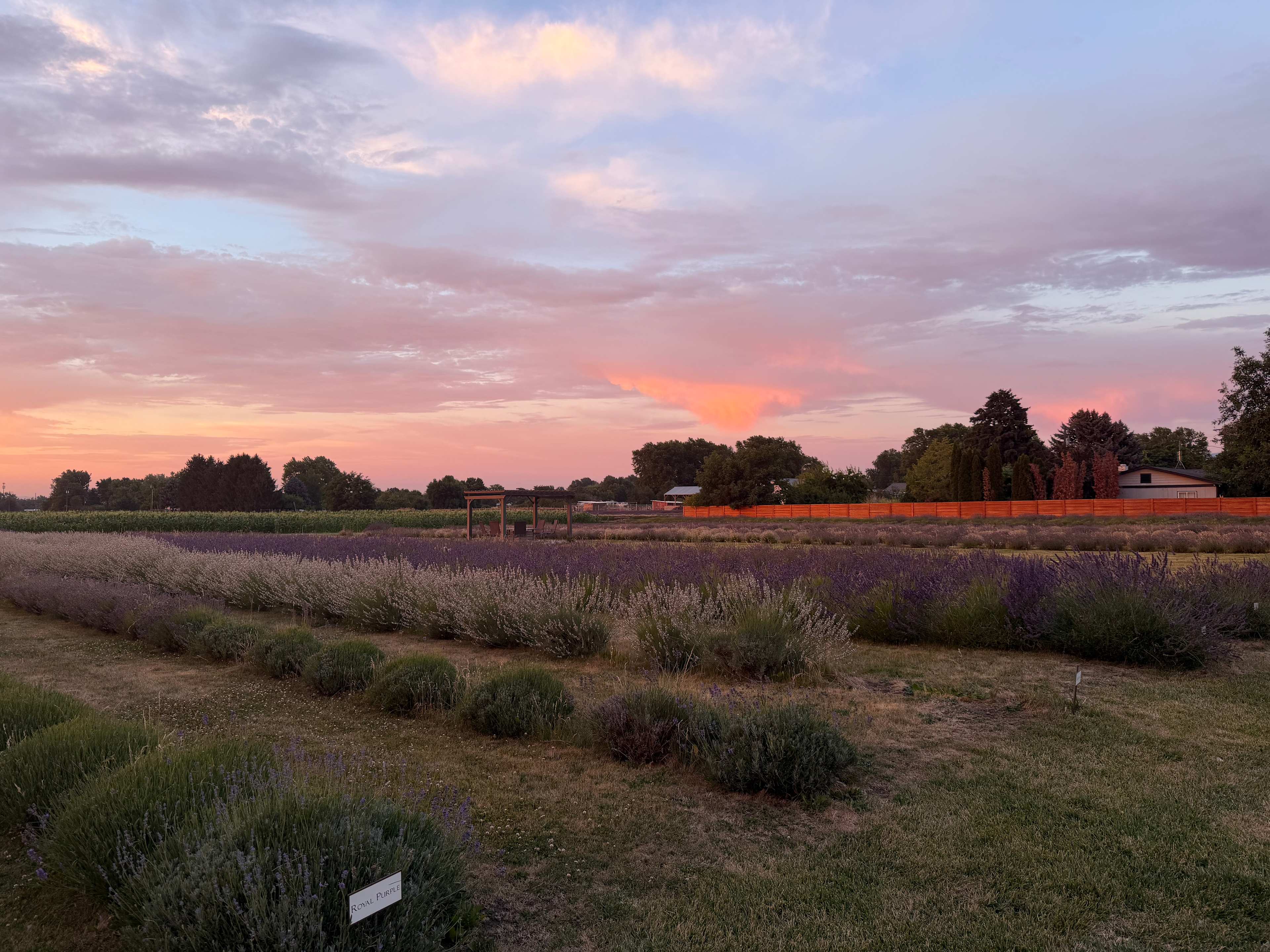 Relaxing, Peaceful Lavender Farm