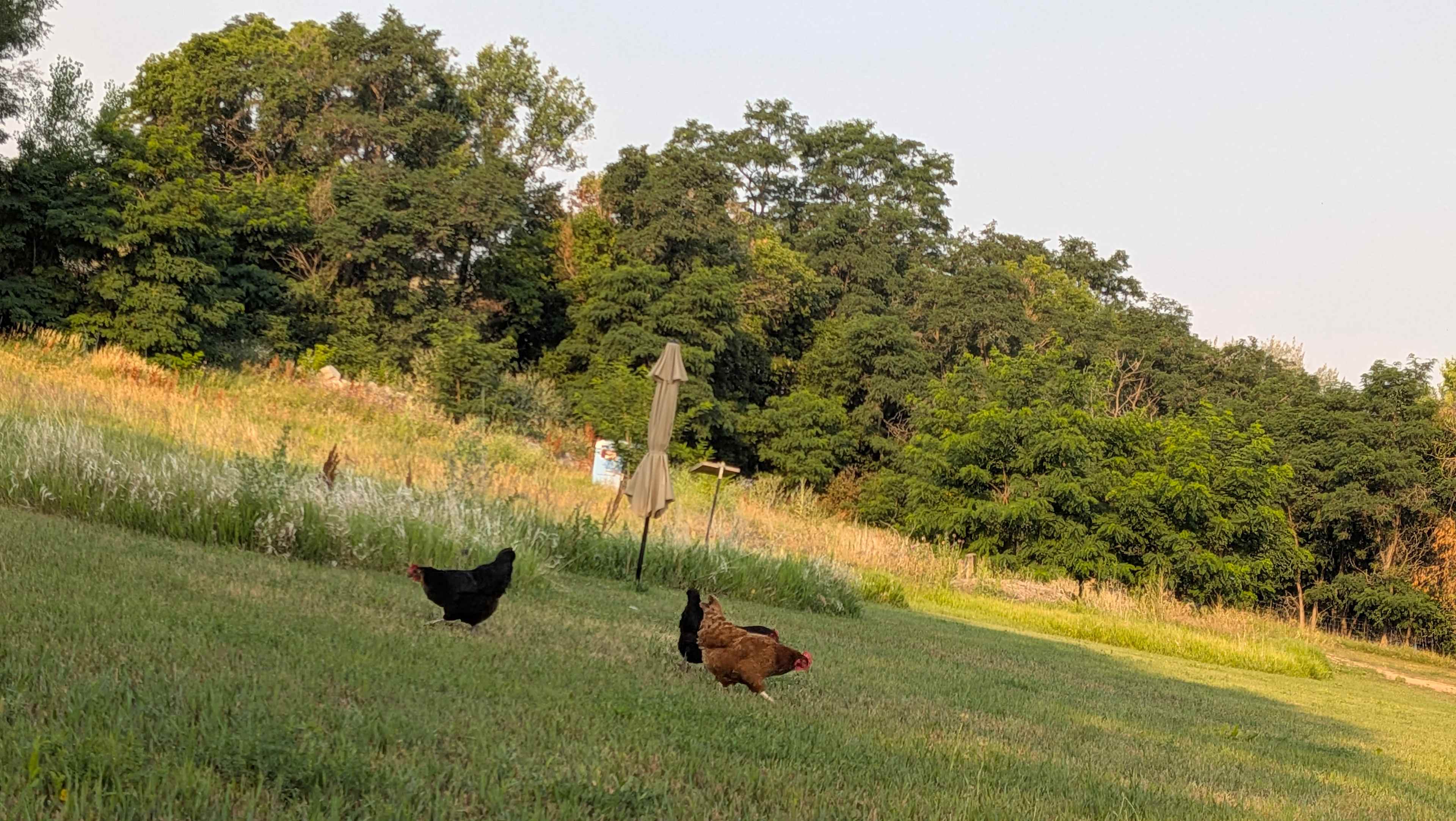 Boulder Chicken Ranch