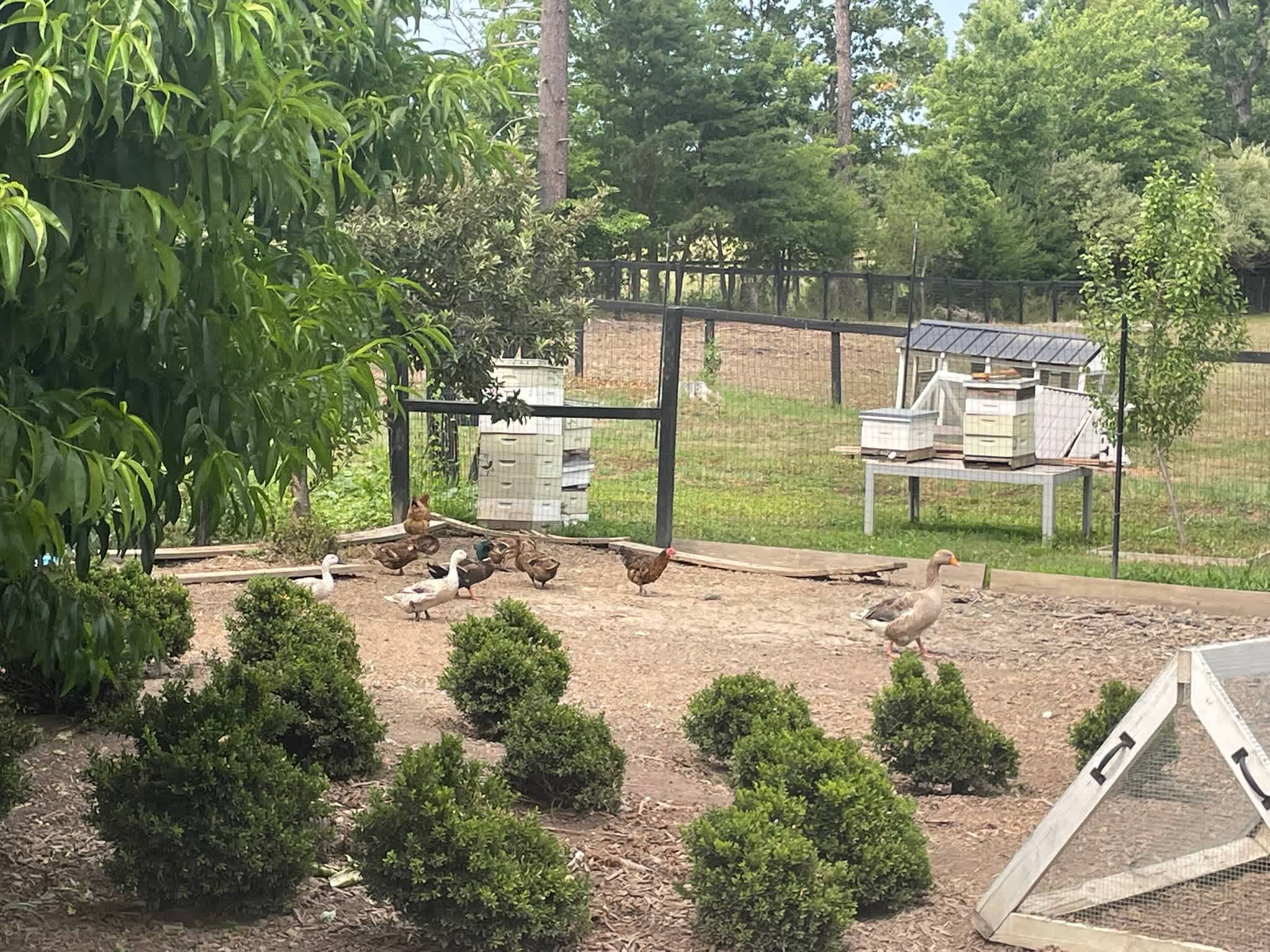 Darby Farm