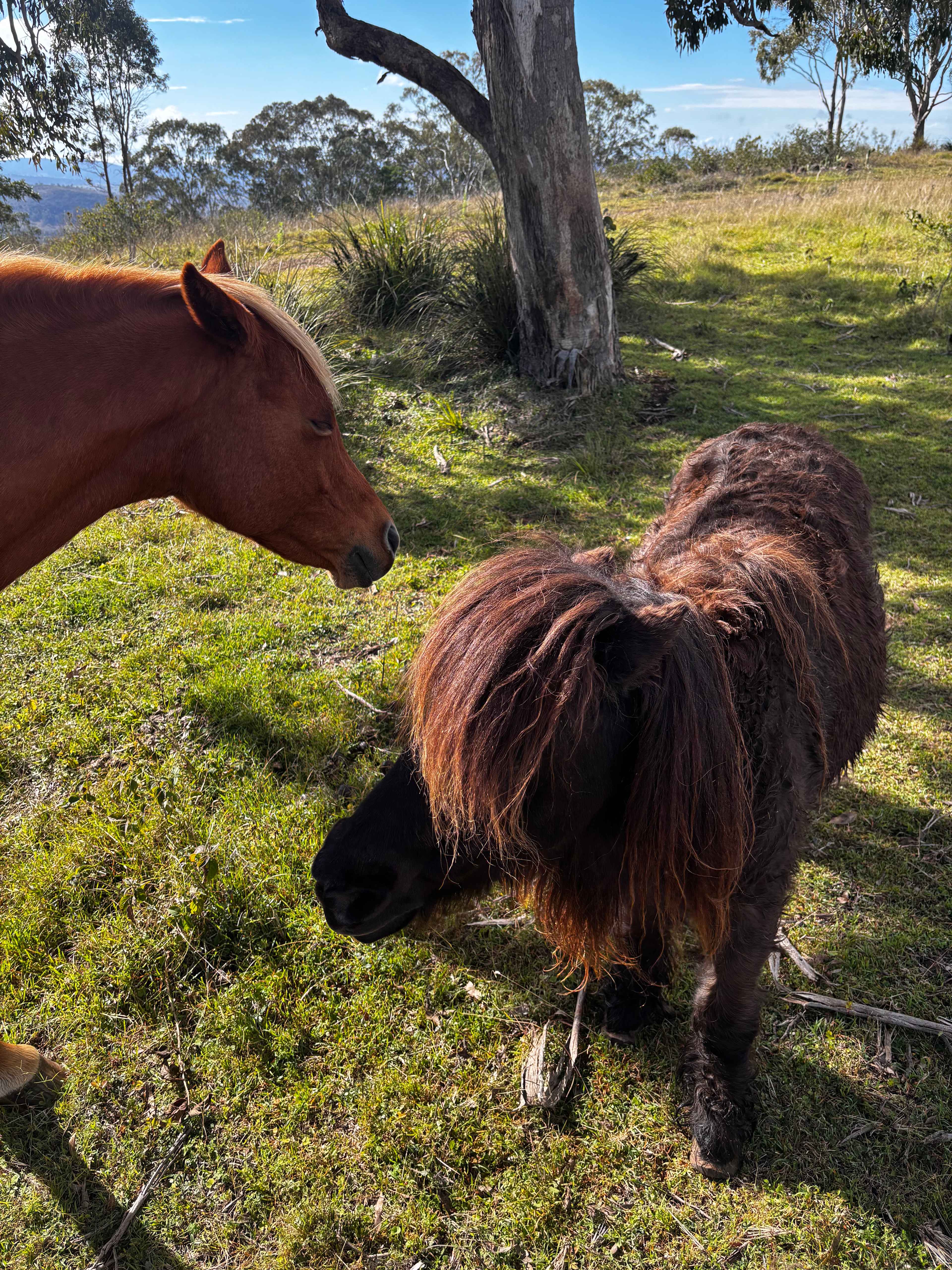 Hilltop Farm, Camping and Glamping.