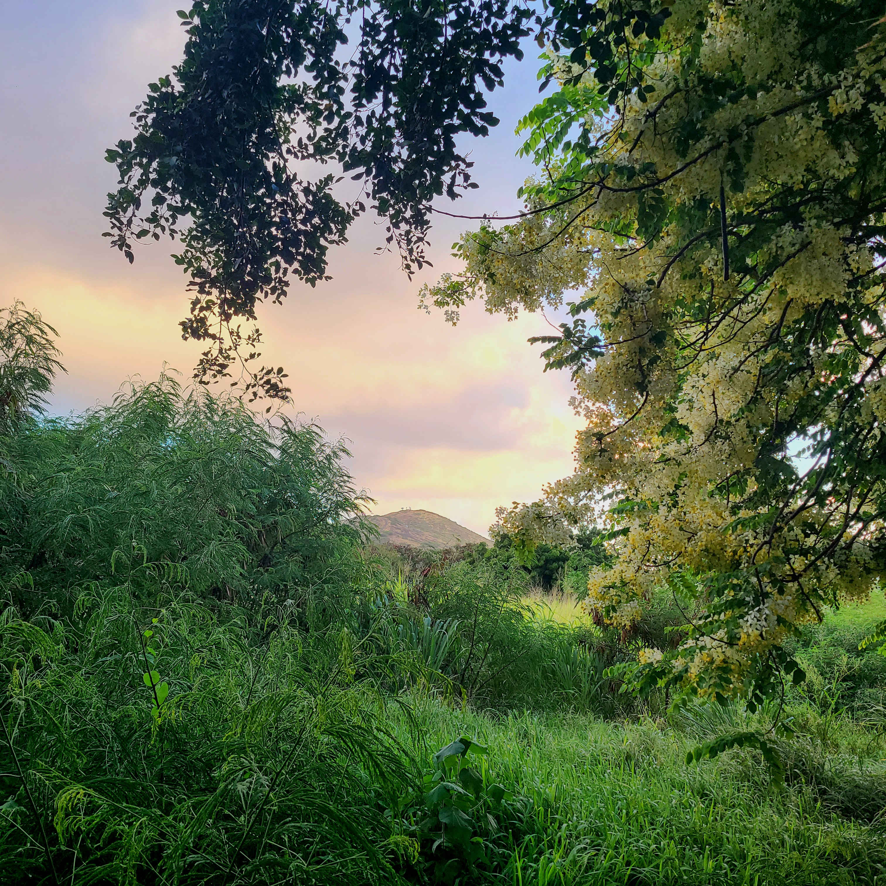 Sun Farm Hawaii @ Koko Head