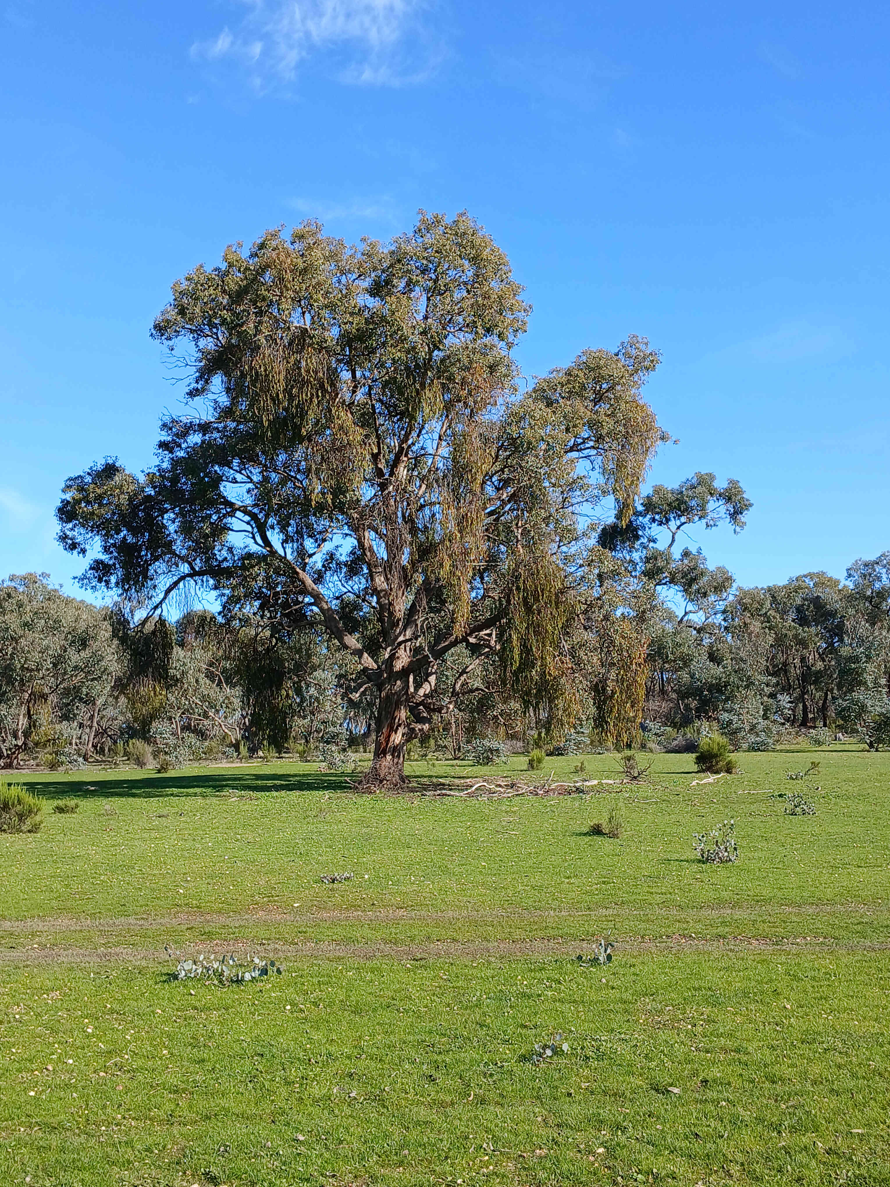 Somerville Park (Bendigo)