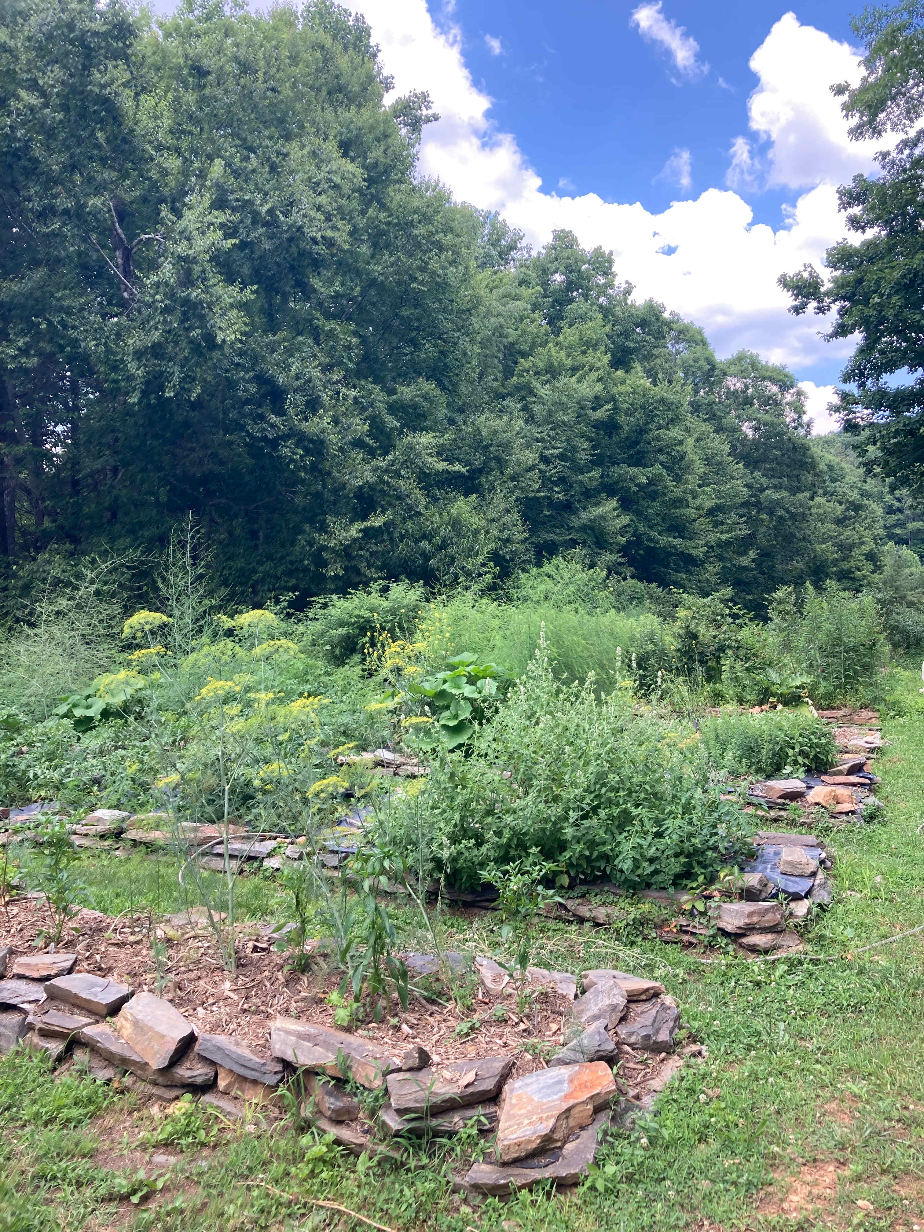 Chrissy & Tony's herb garden. They let us have dill & fennel & basil if we needed it for campfire cooking, but we brought our own. Horses are further down the walking path.