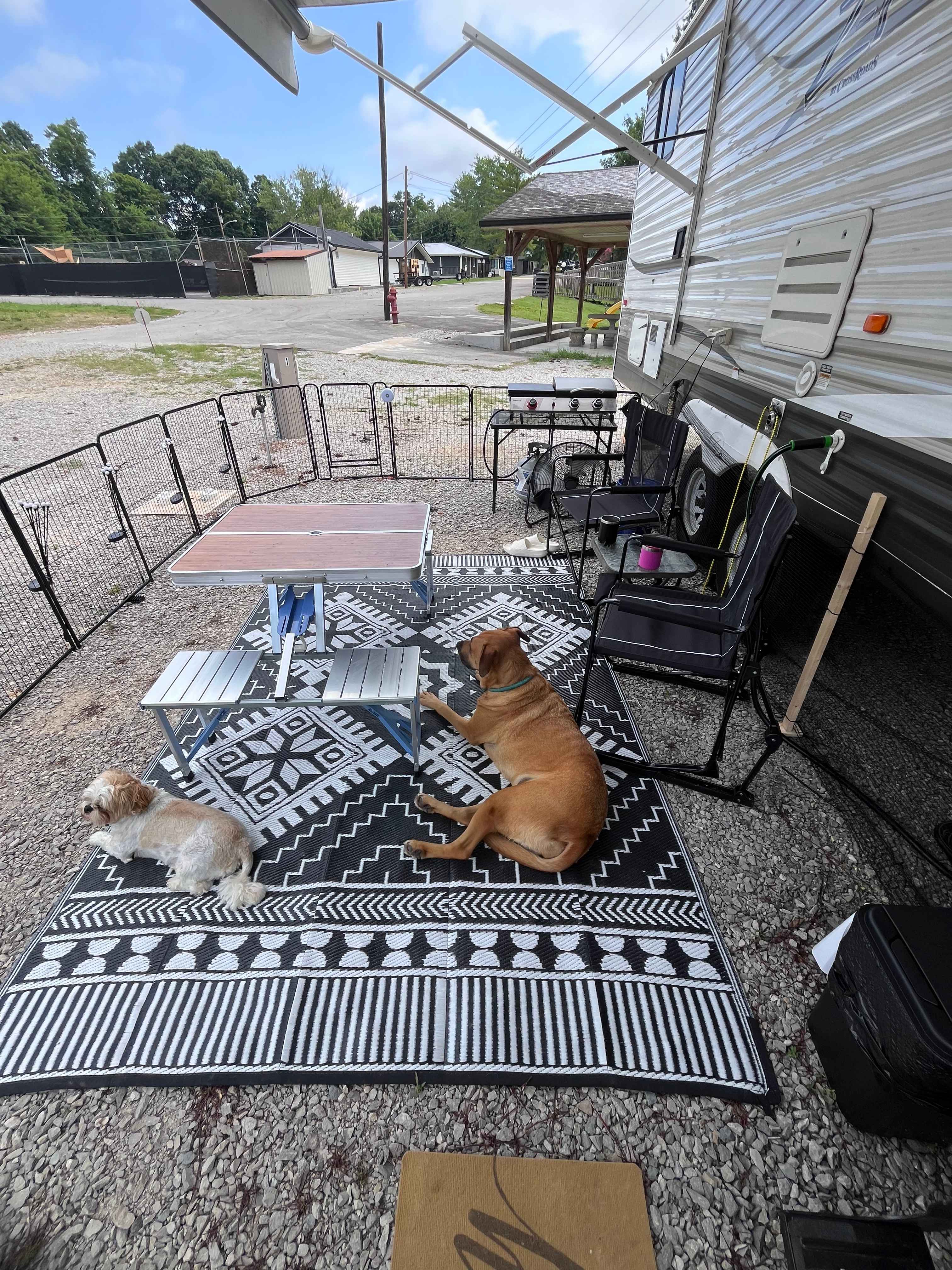 Comfy Canines 
