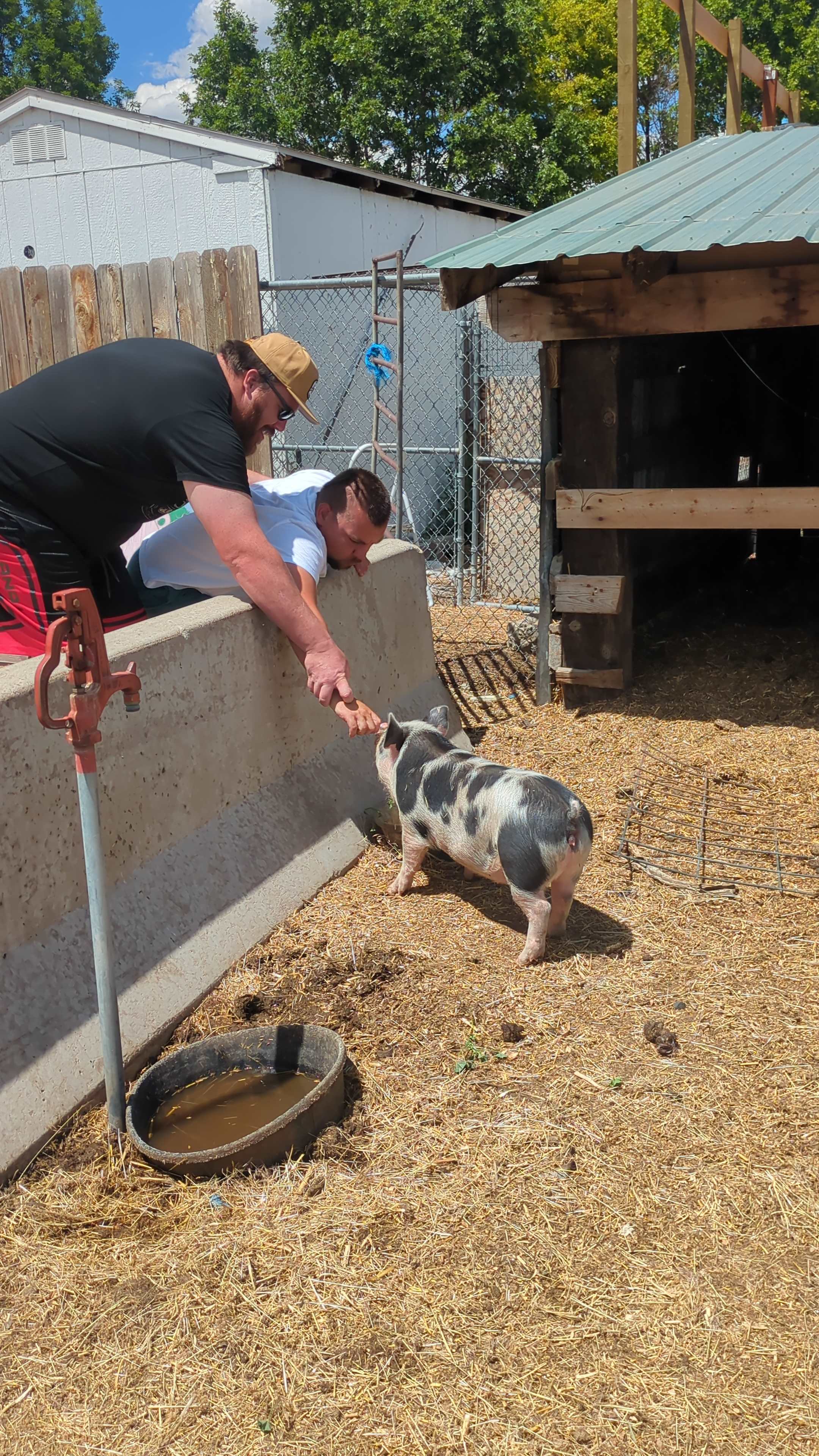Crazy Cow Farm Adventure