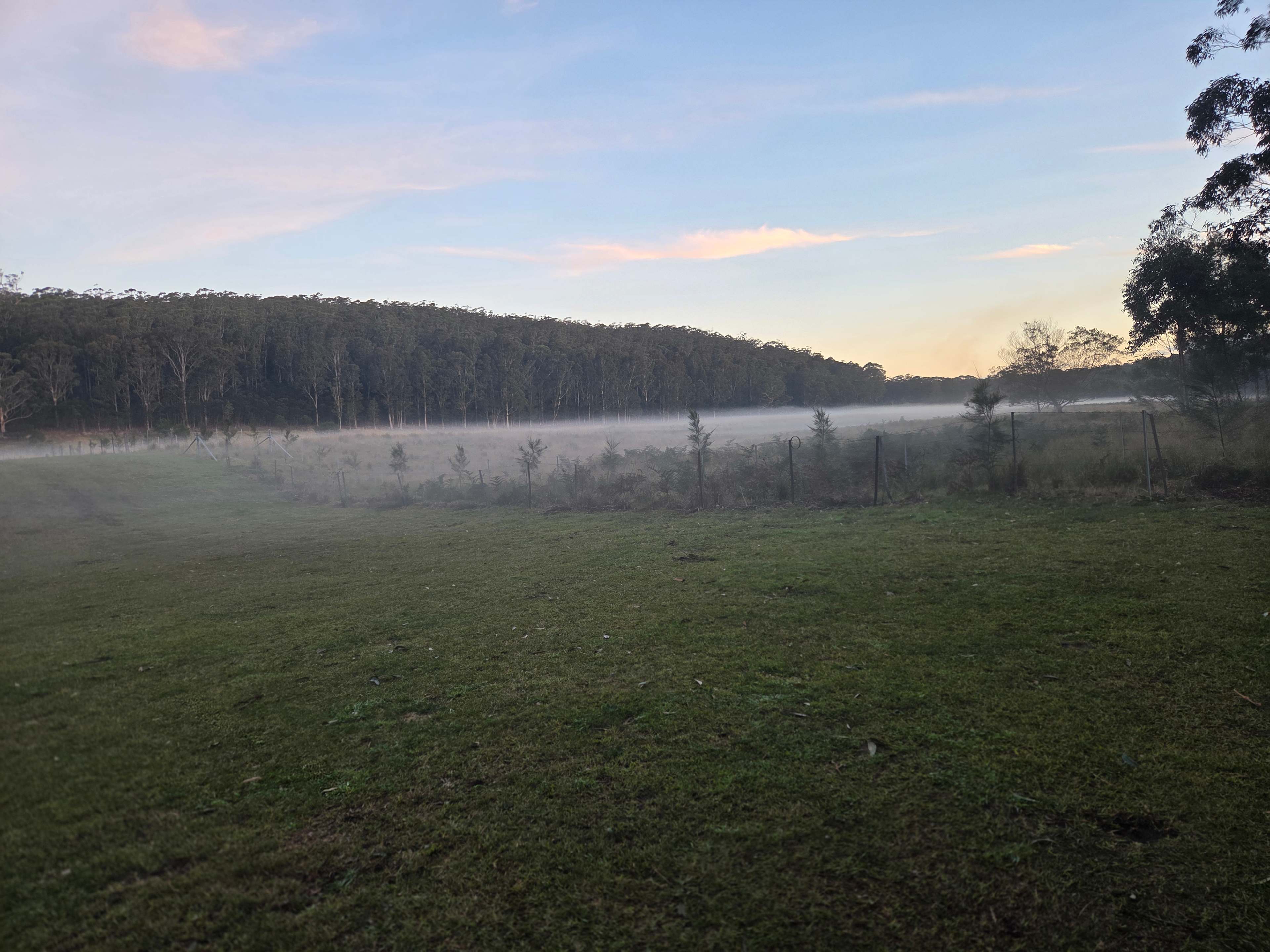 The fog