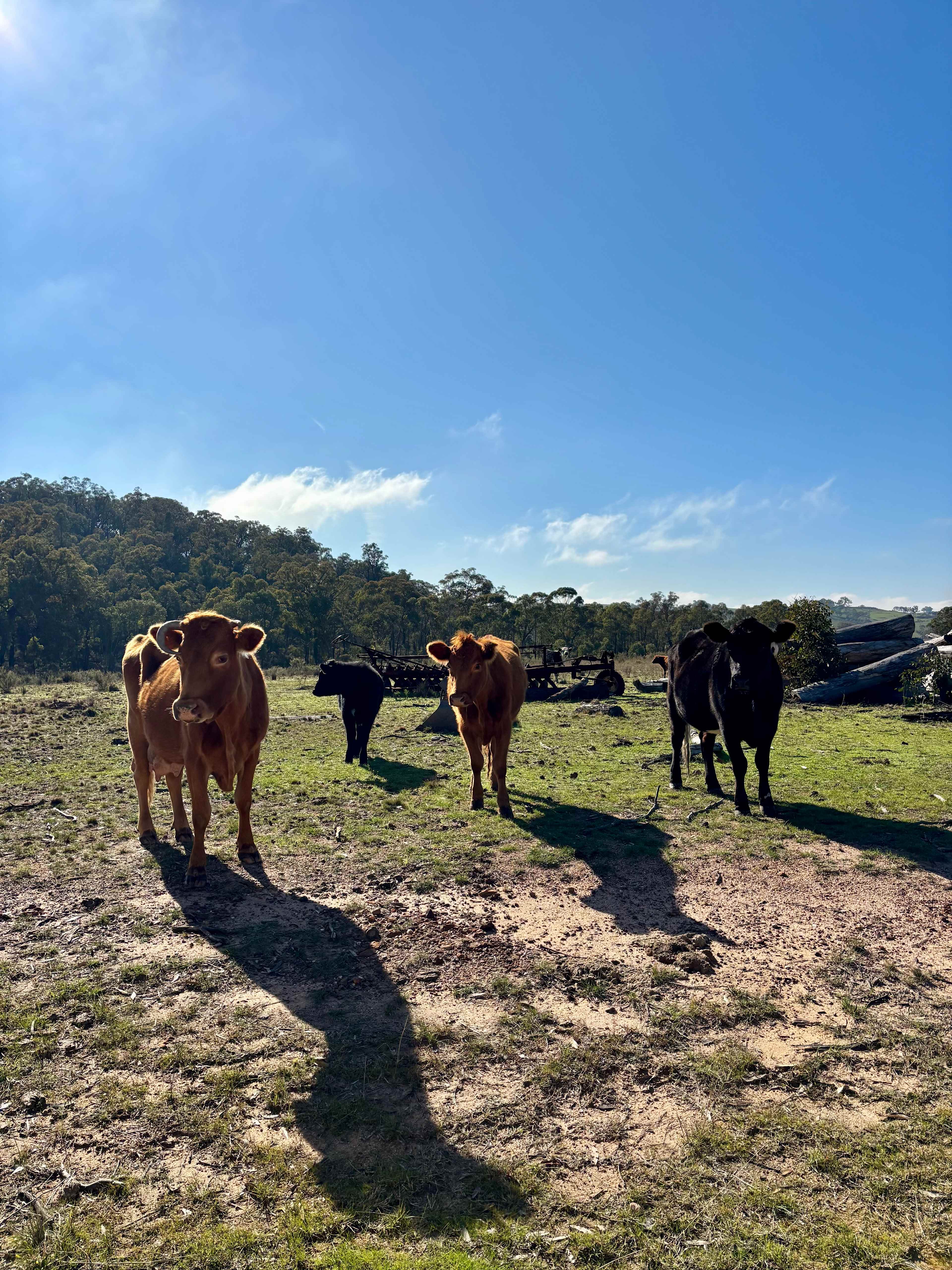 Hermano farm stay