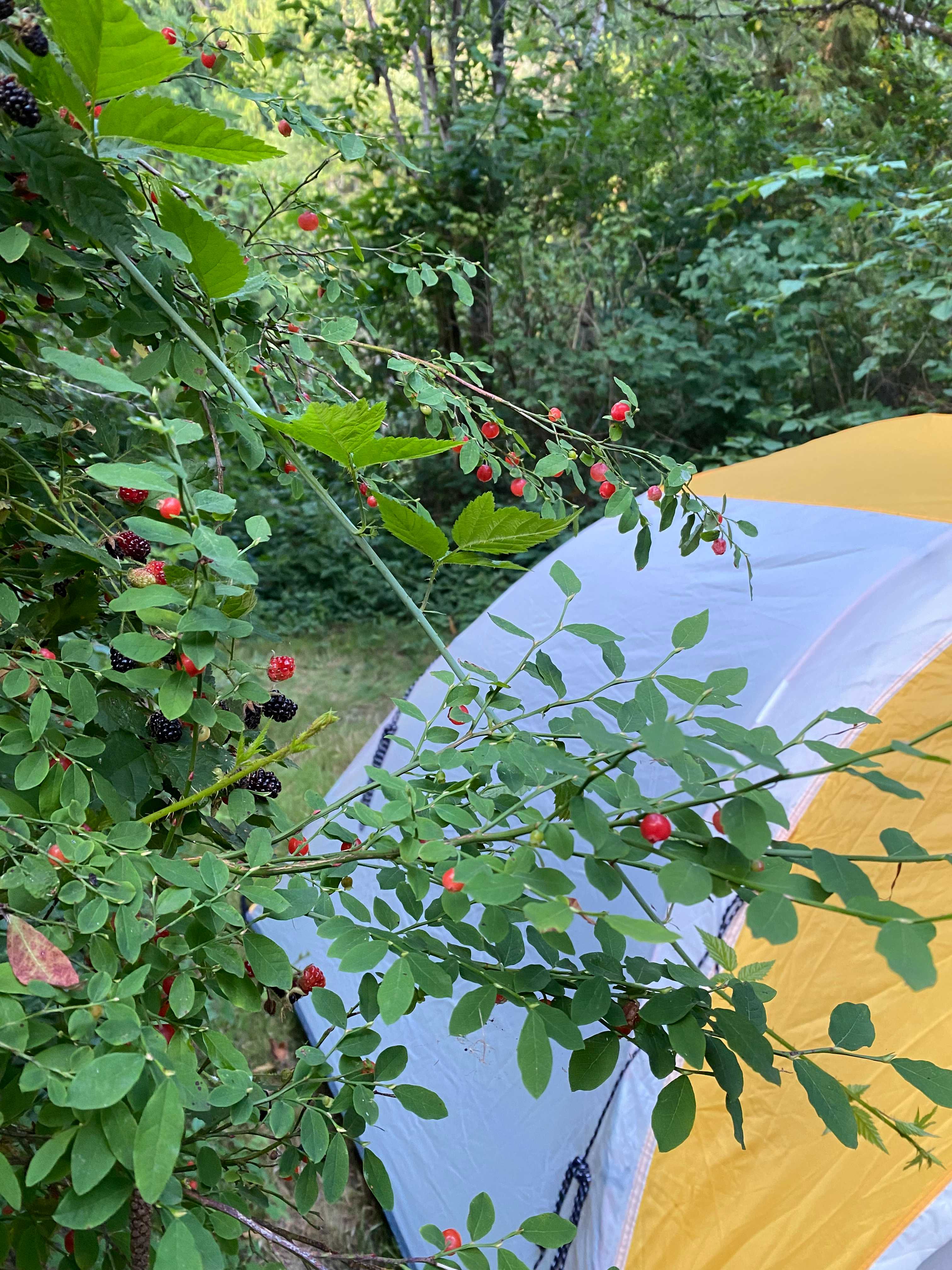 Berries over tent.