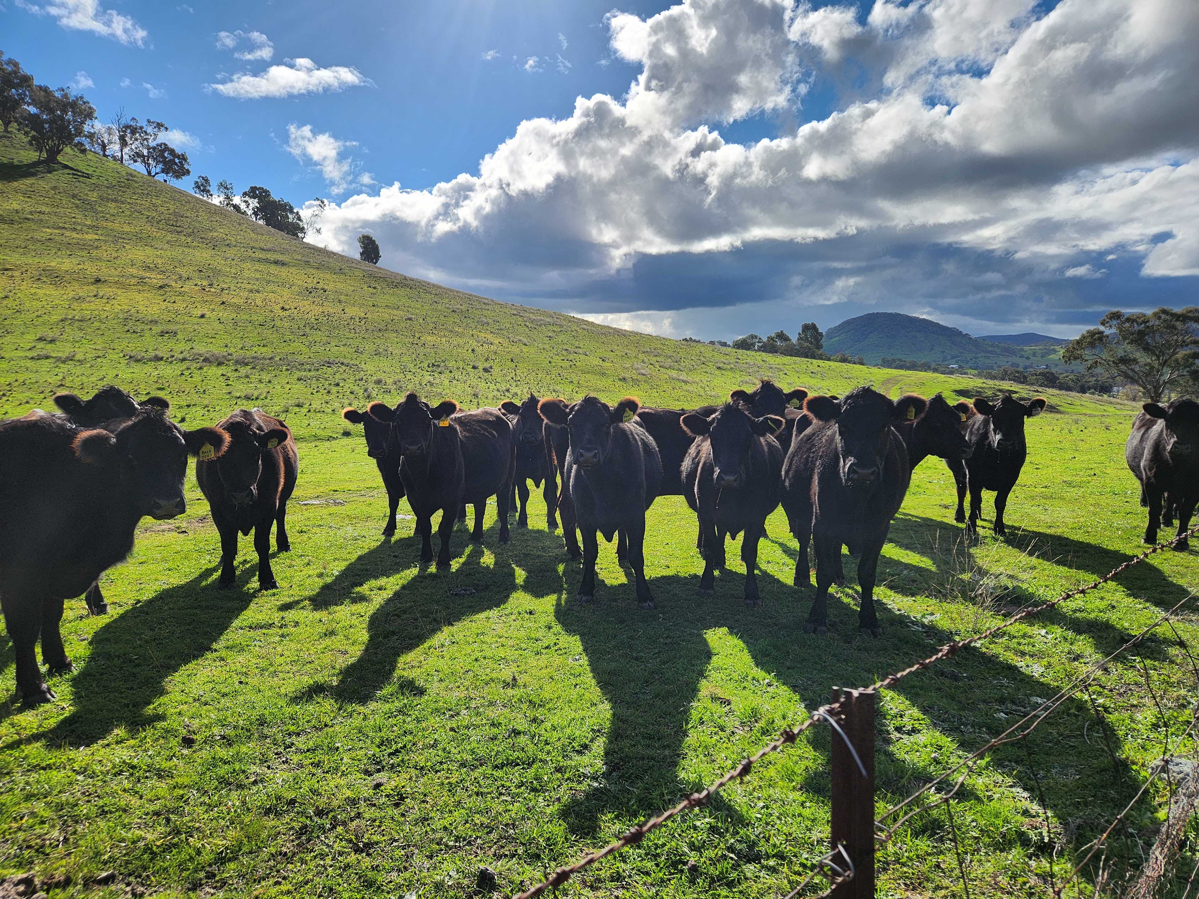 Hillsdale Farm Mudgee - 4WD Access