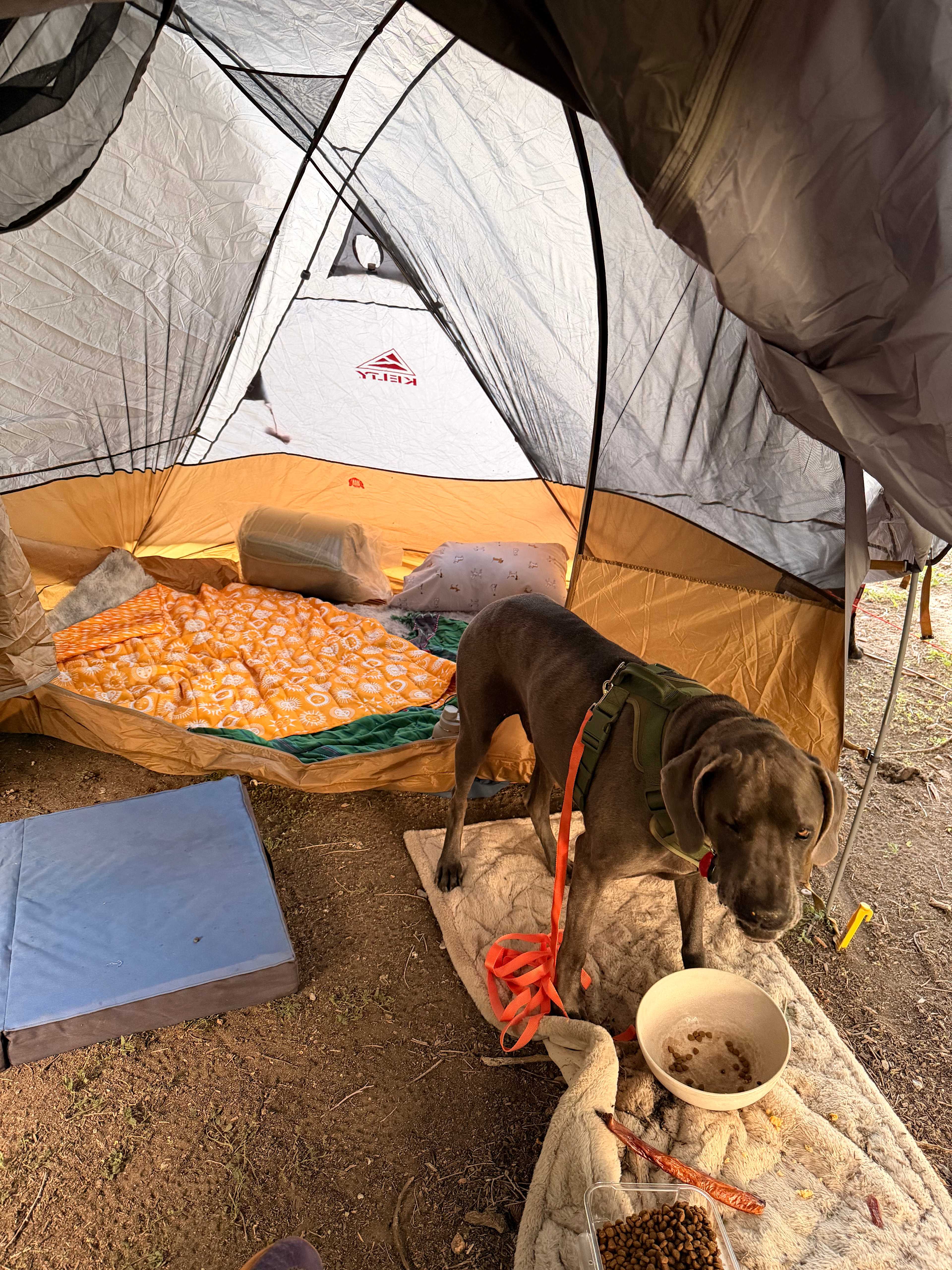 Cottonwood Tree Camp