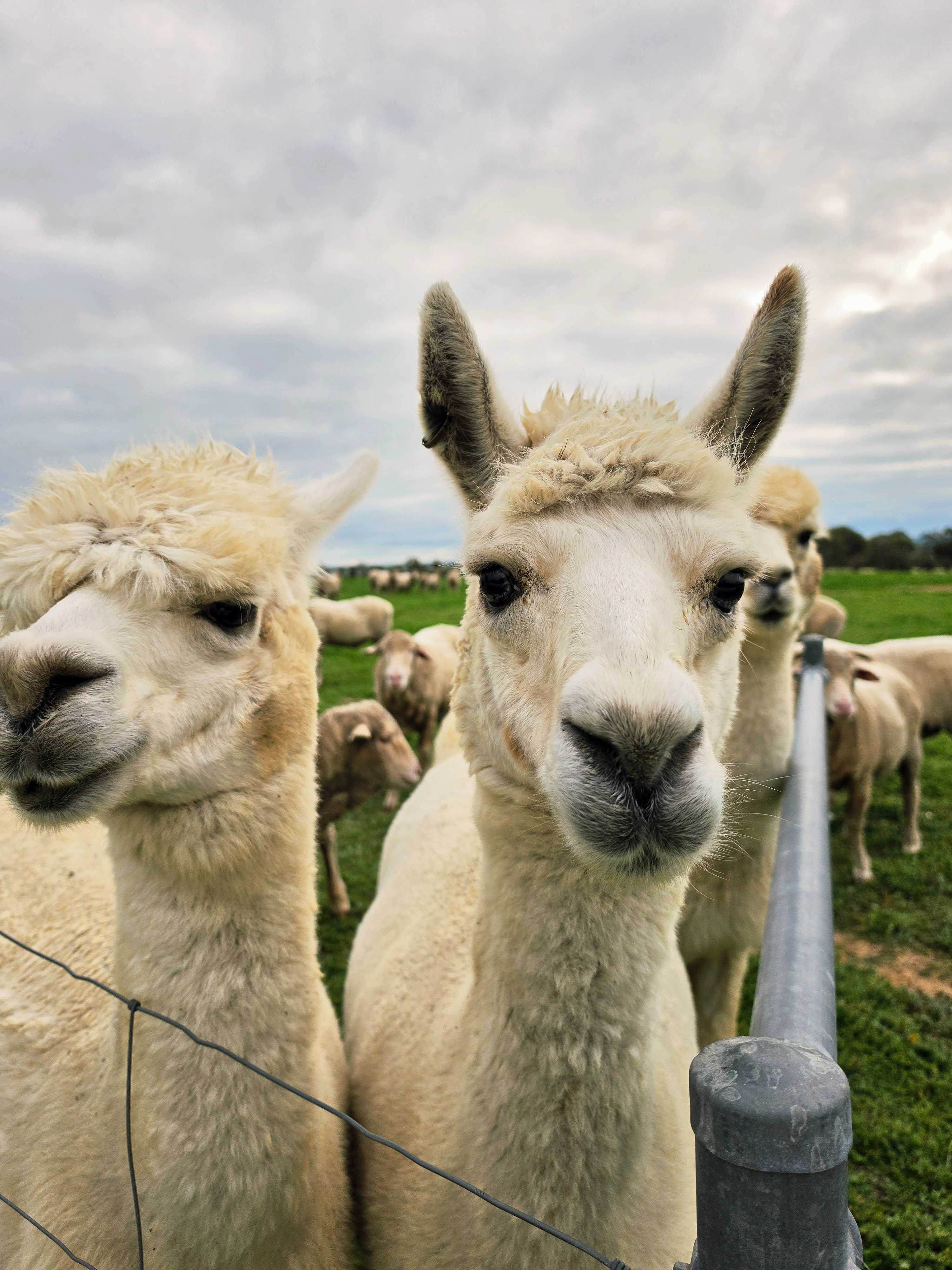 Fish, Fibre & Forage Farm at Tammin