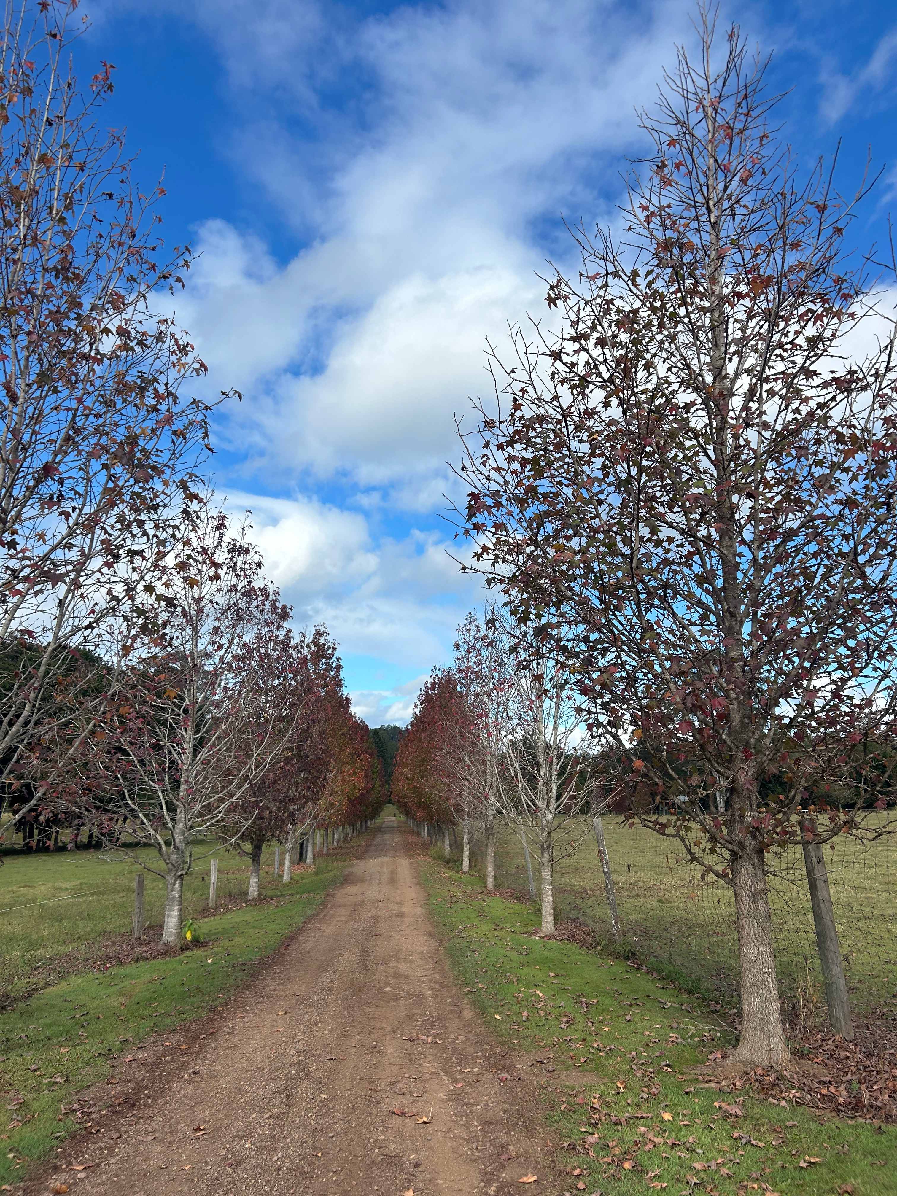 Maluka Park
