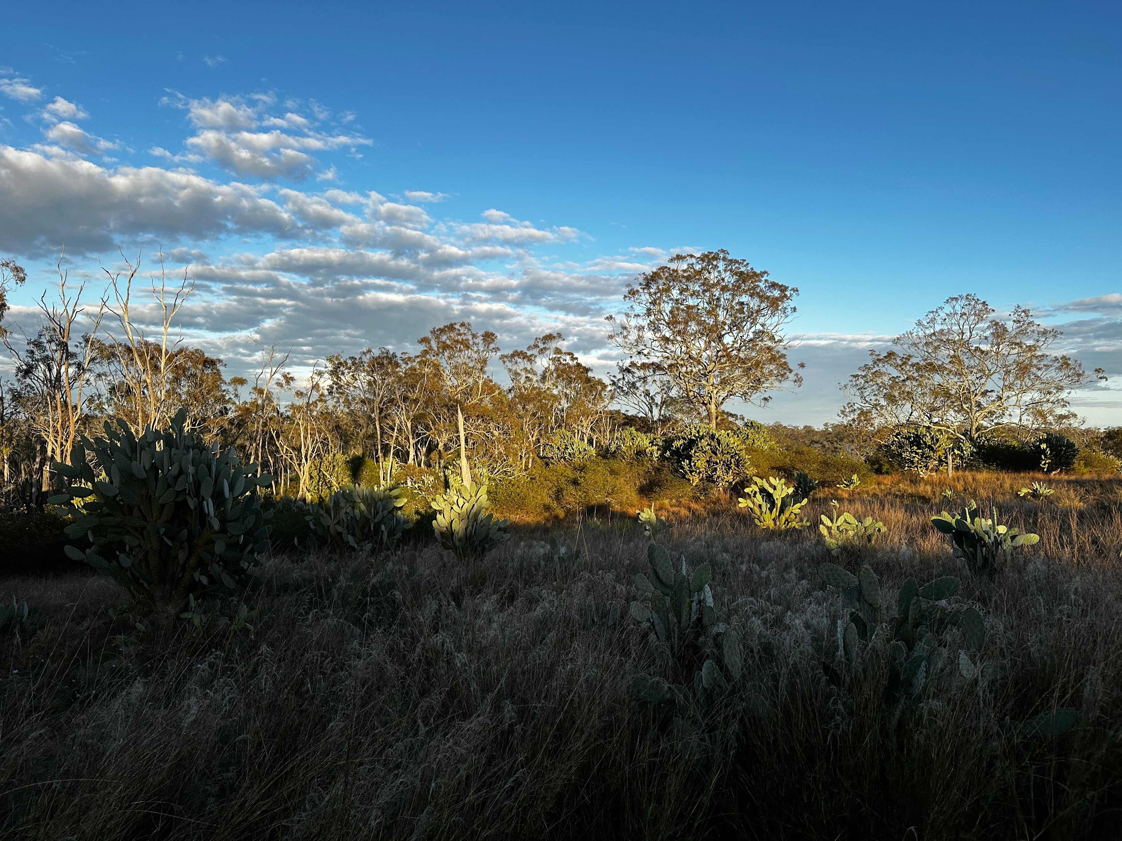 Misty Gullies