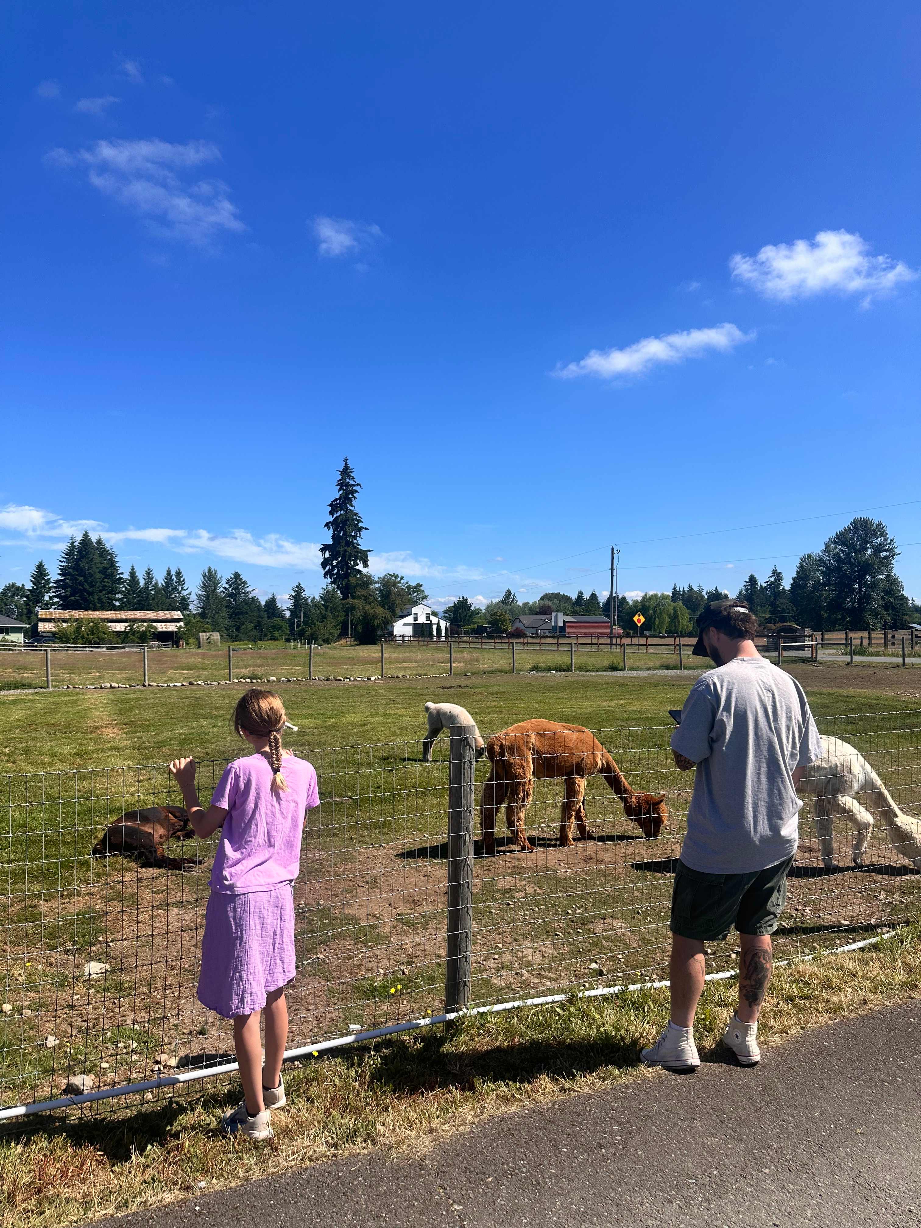 Green Apple Alpacas