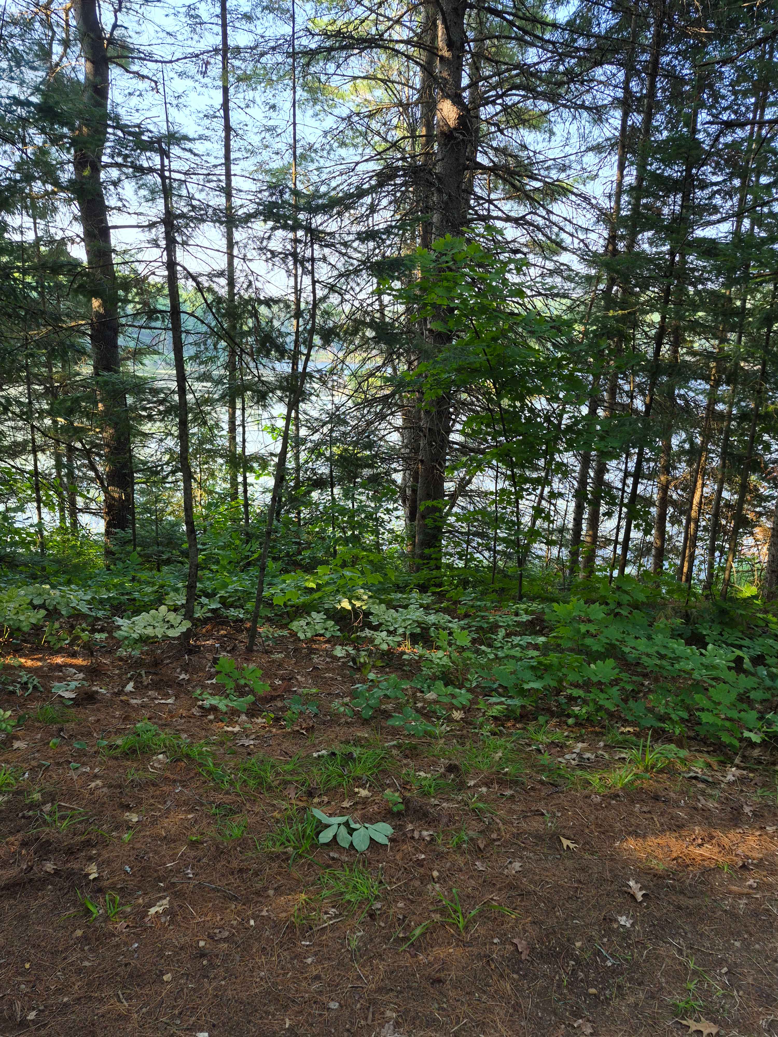 Ball Lake Tent Camping