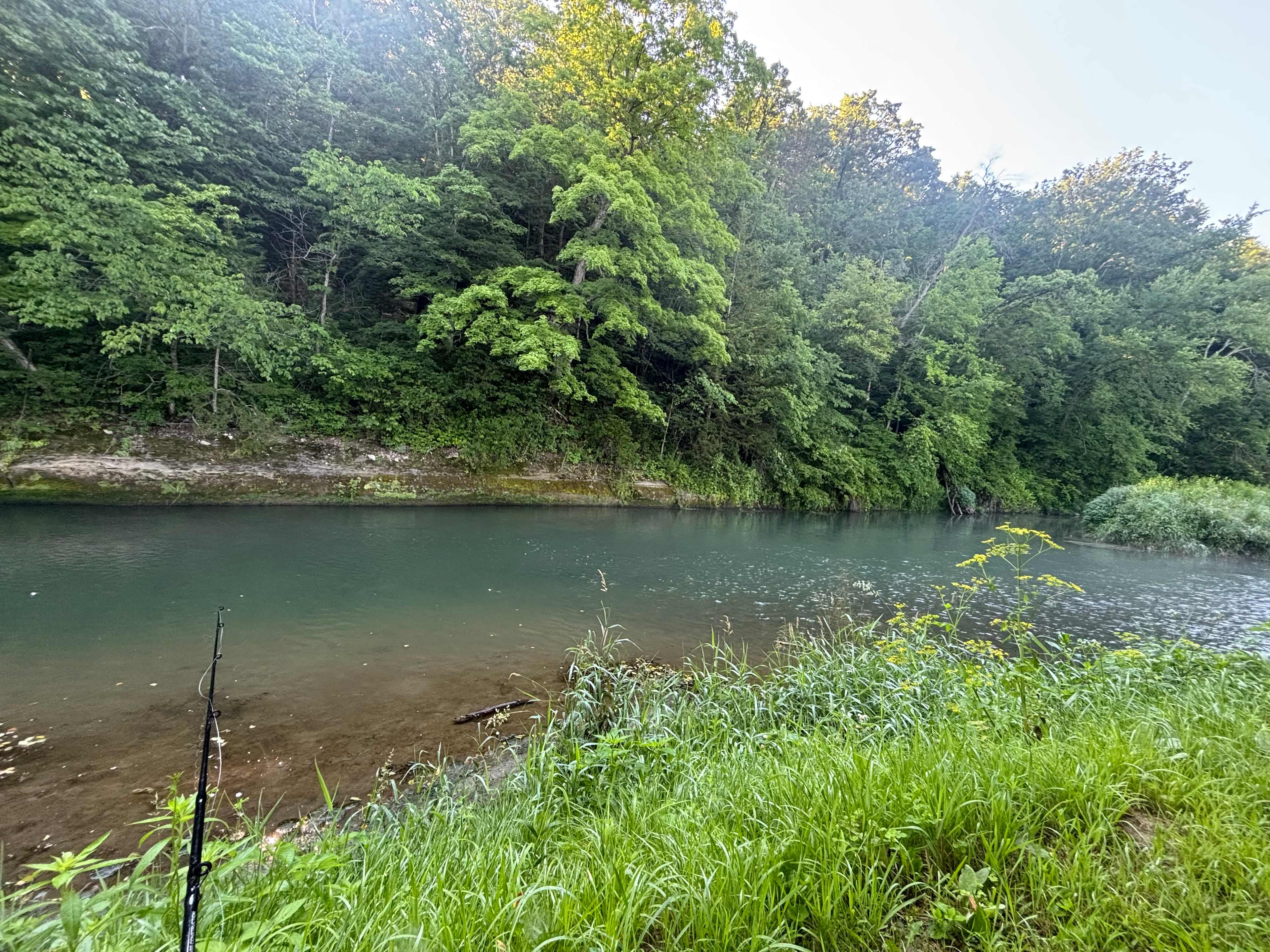 The Driftless Willow