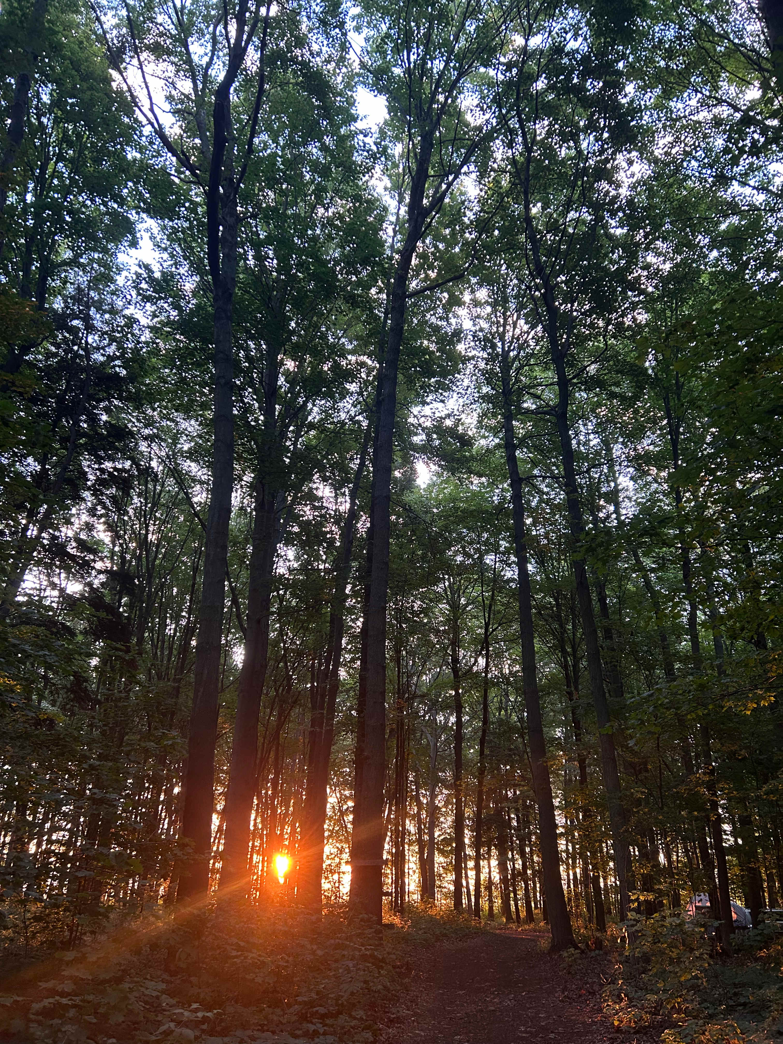 Spring Arbour Magic Forest &Trails!