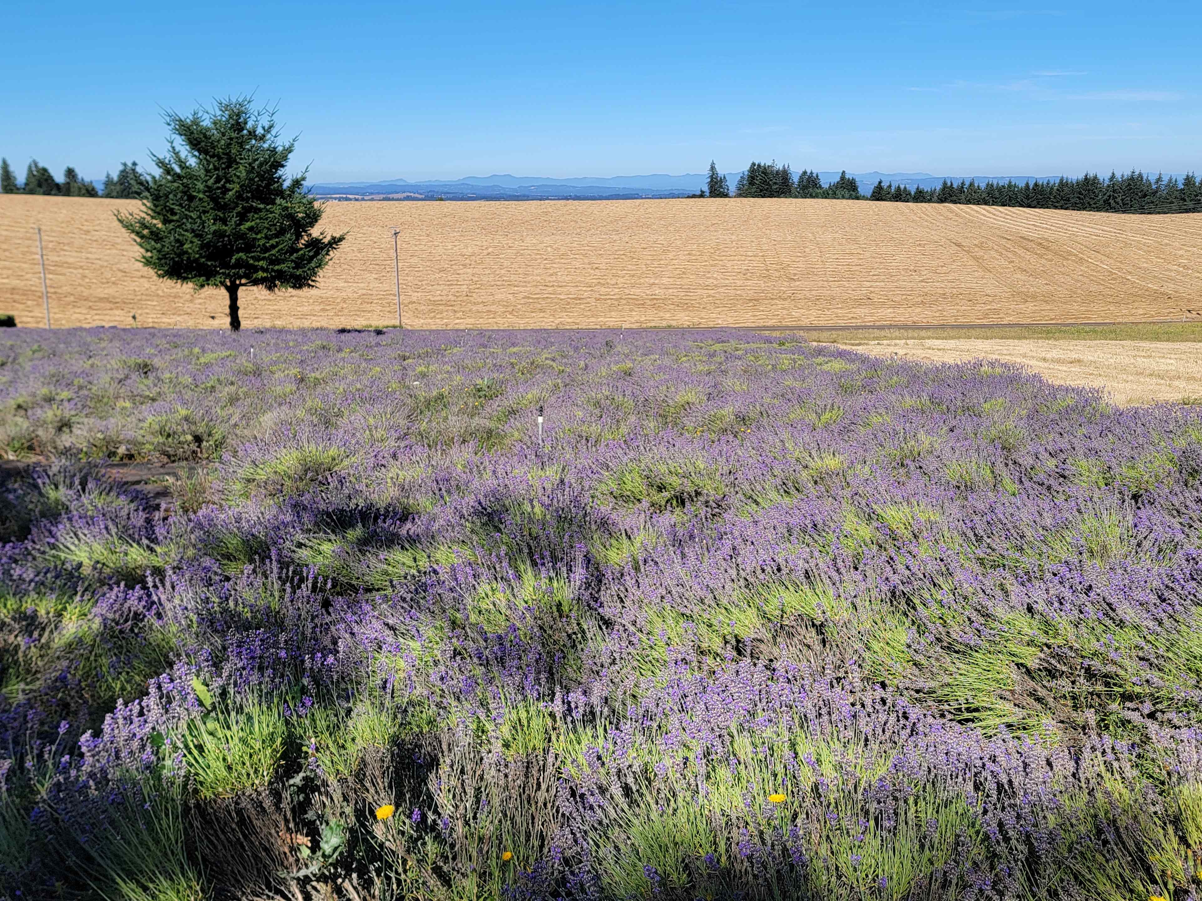 Buena Vista Lavender Farm
