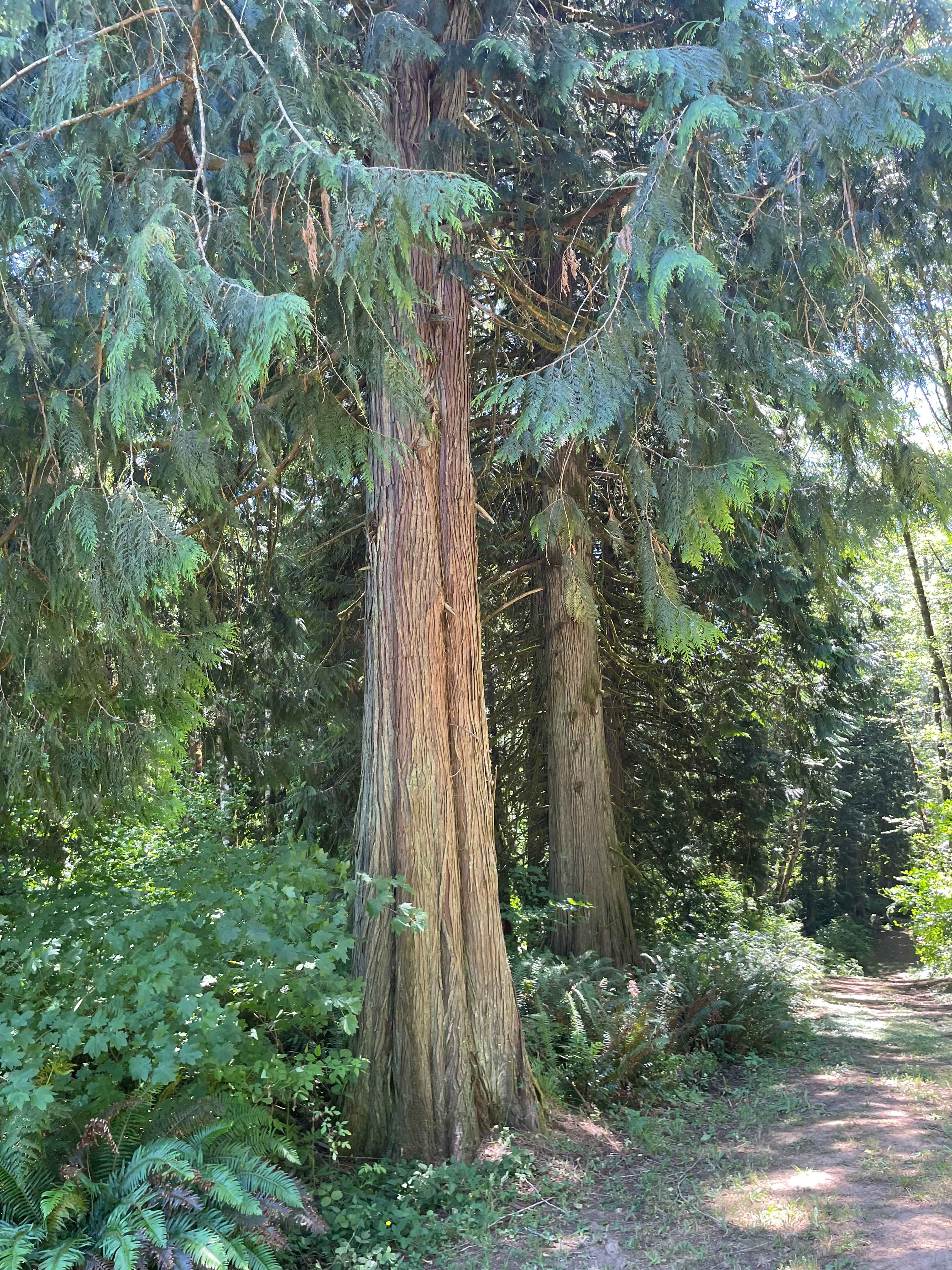 Secluded Tent Site in Trees