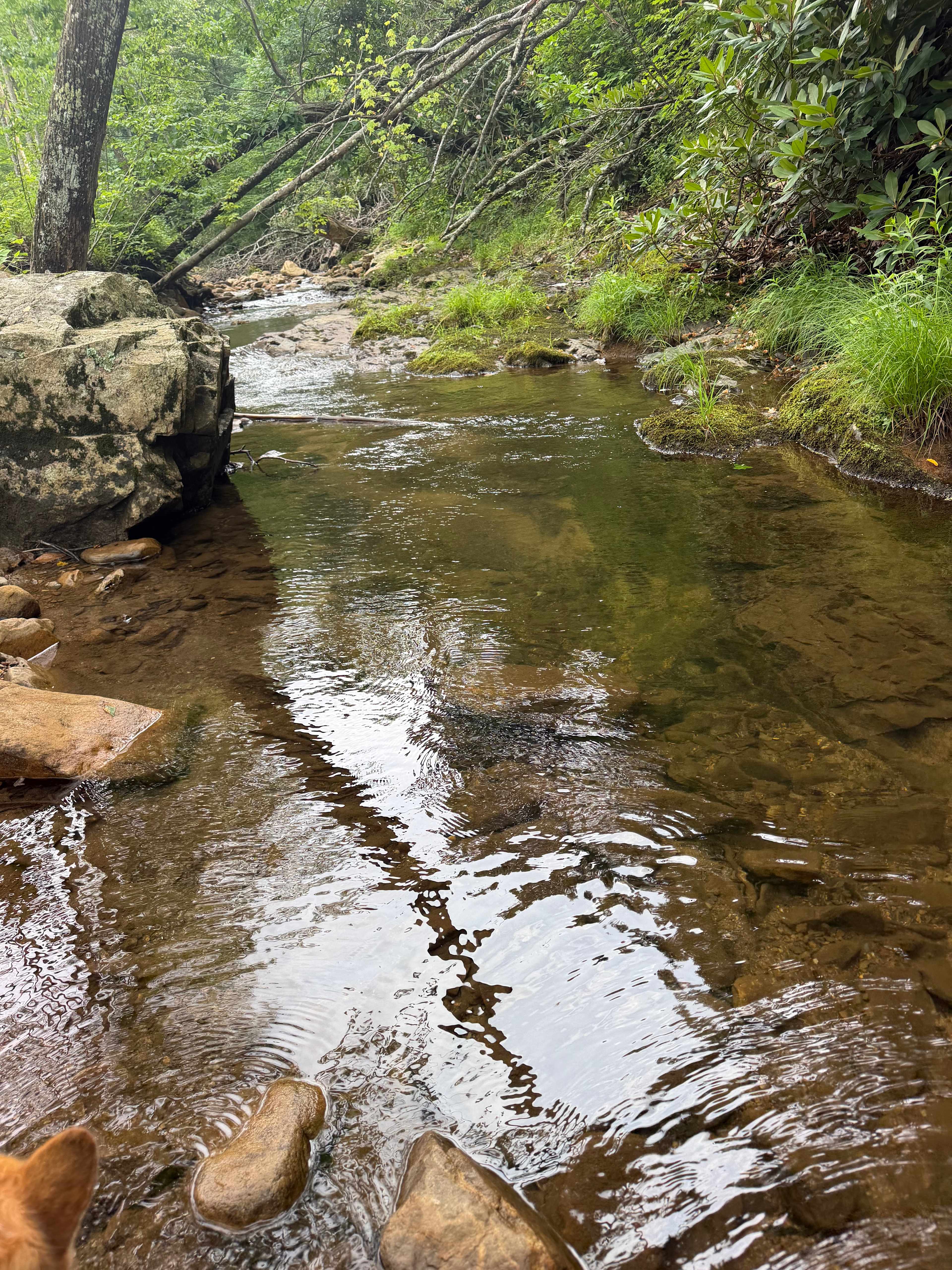 Camp Cressy Creek