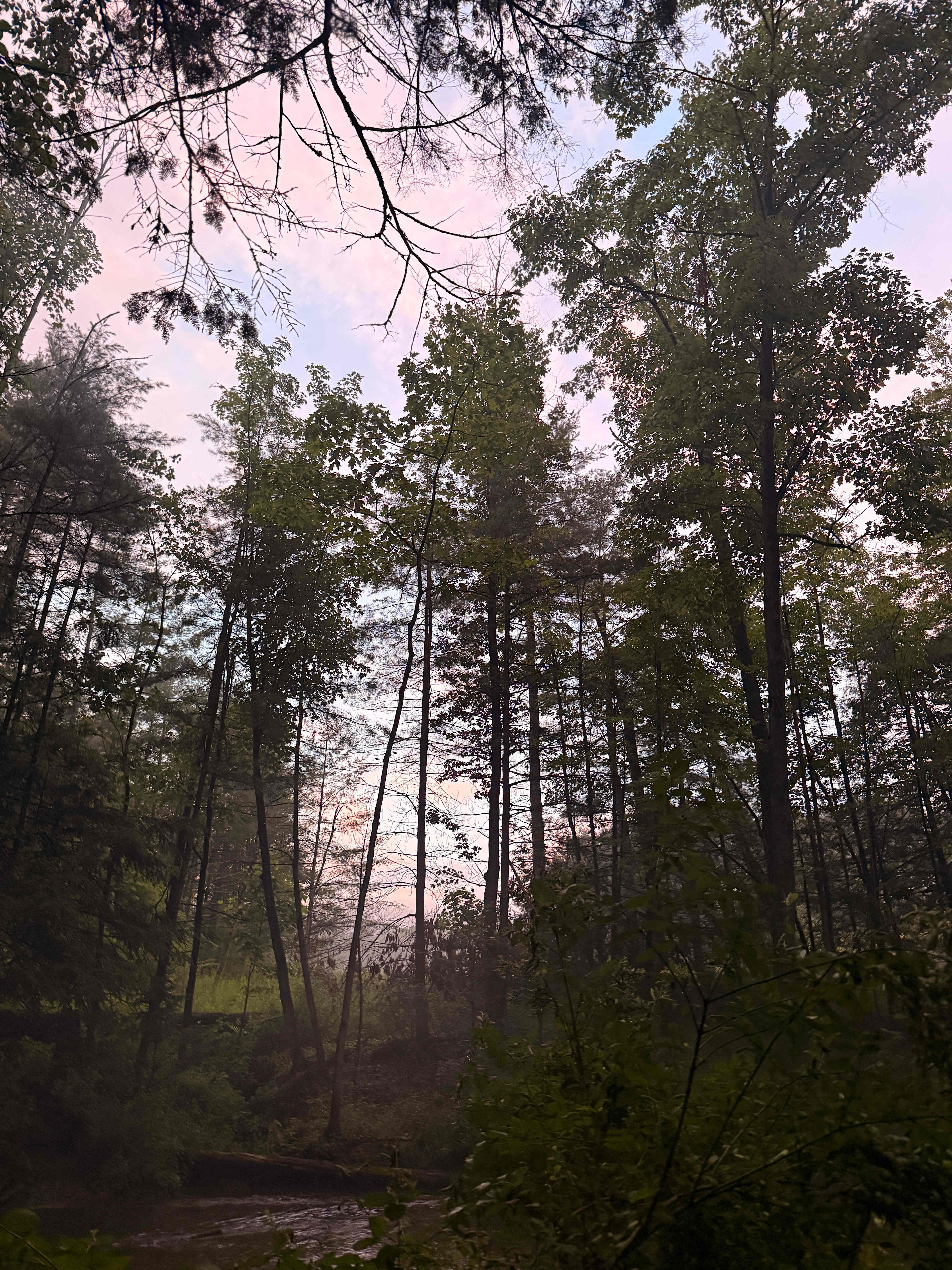 Bald Eagle Campsite
