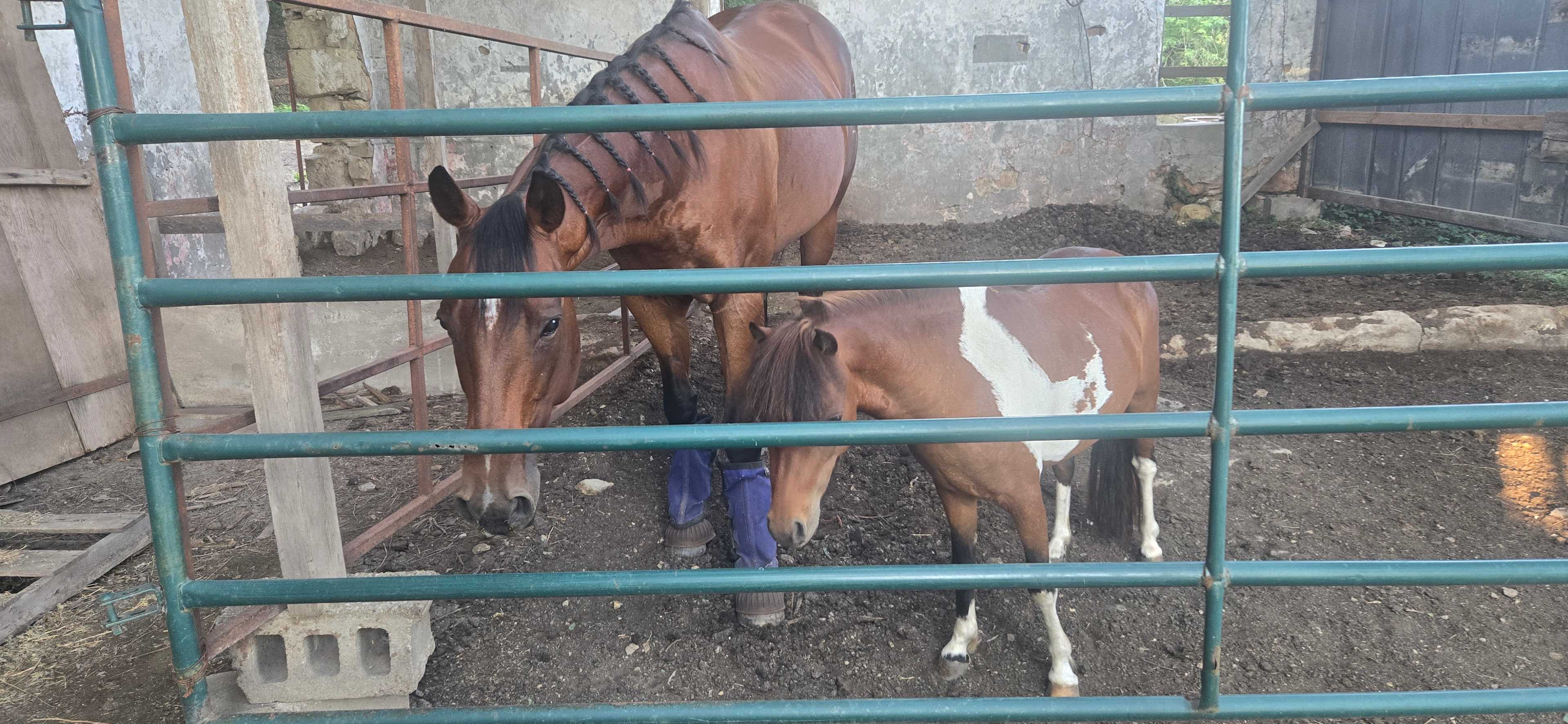 Equine Estates KS