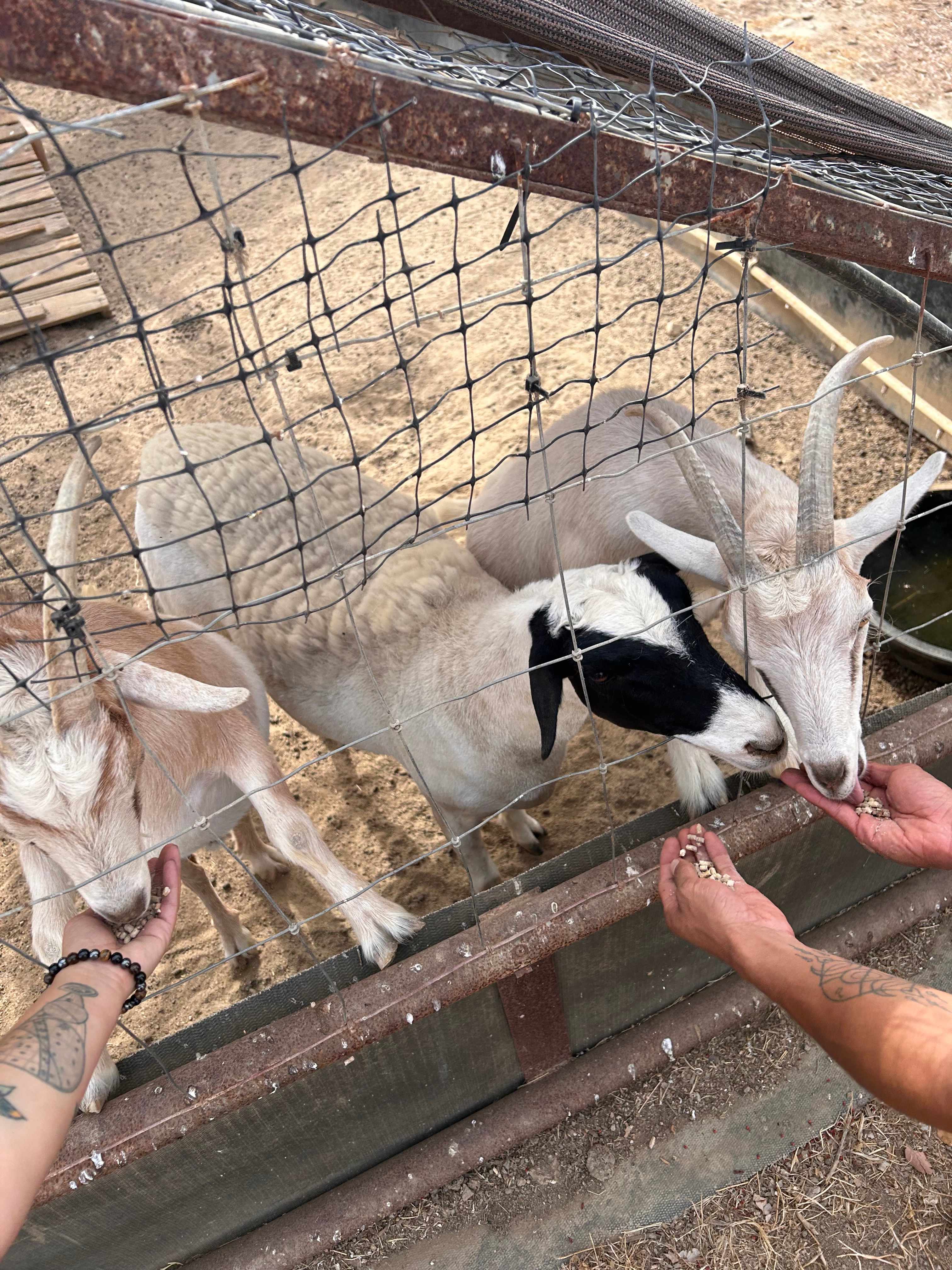 Bakersfield Farm Animals & Pond