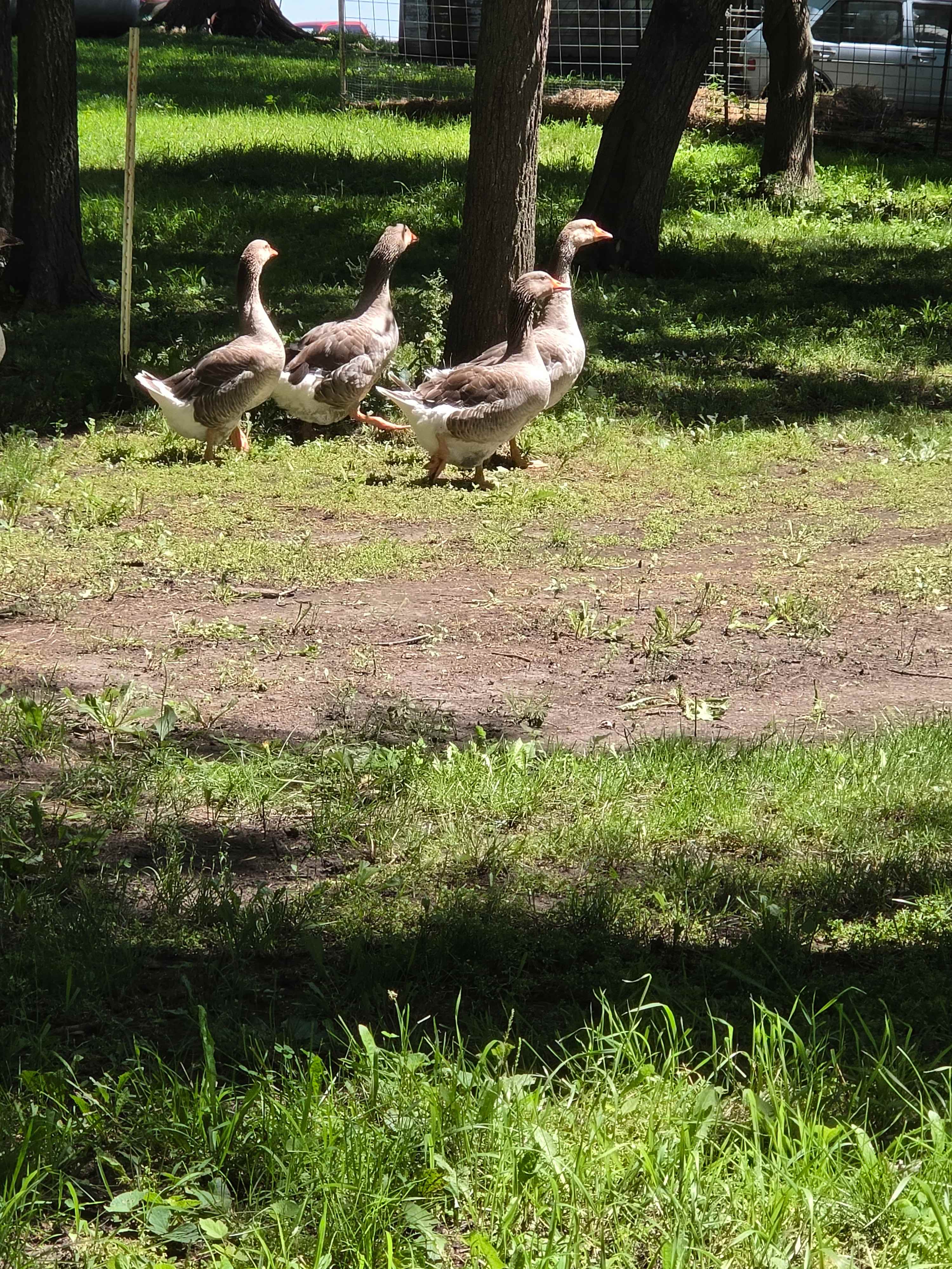 Daily goose parade, always patrolling.  These feathered friends were amusing to observe while we relaxed in the shade. 