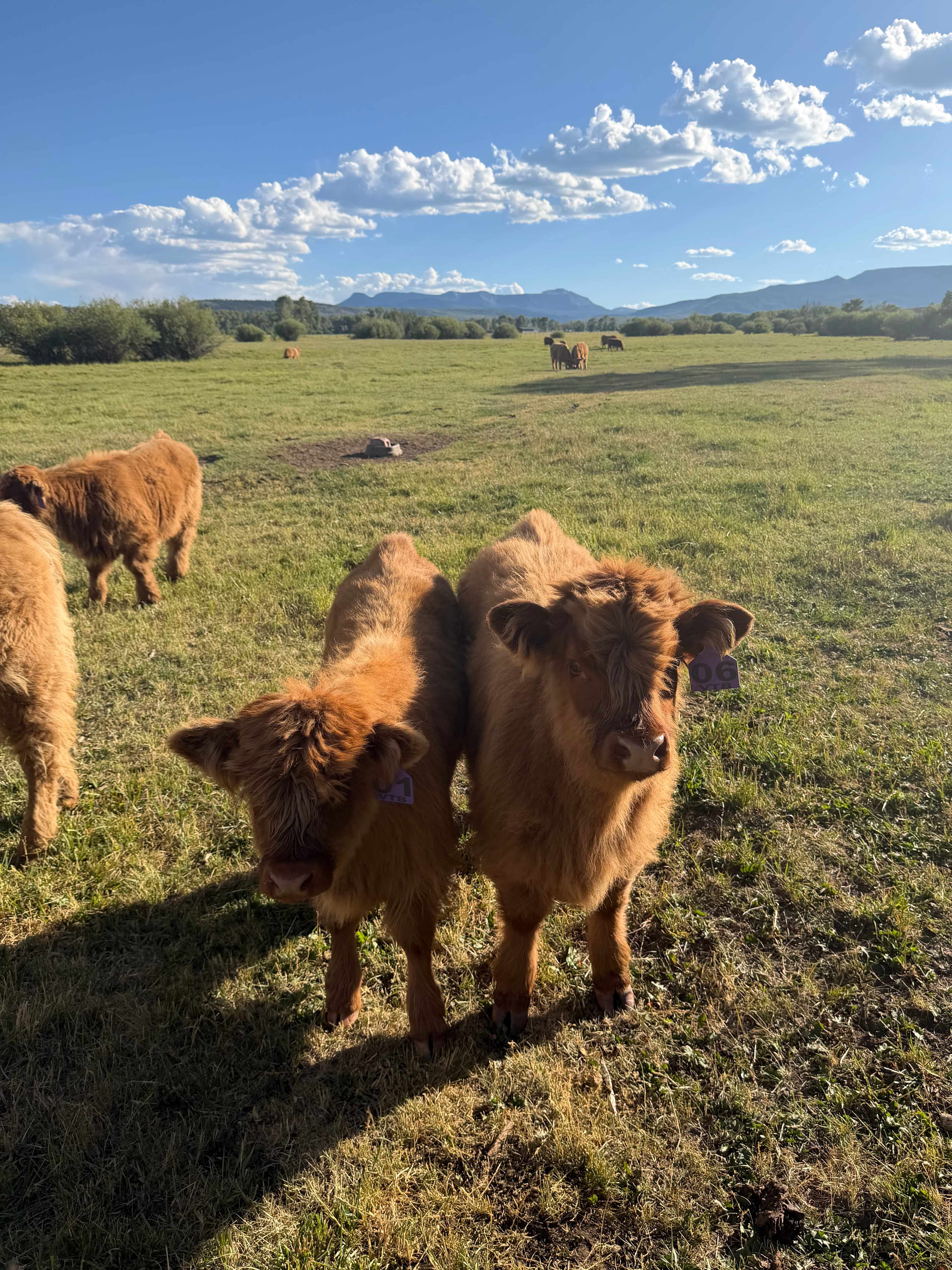 Valley of the Bear Ranch