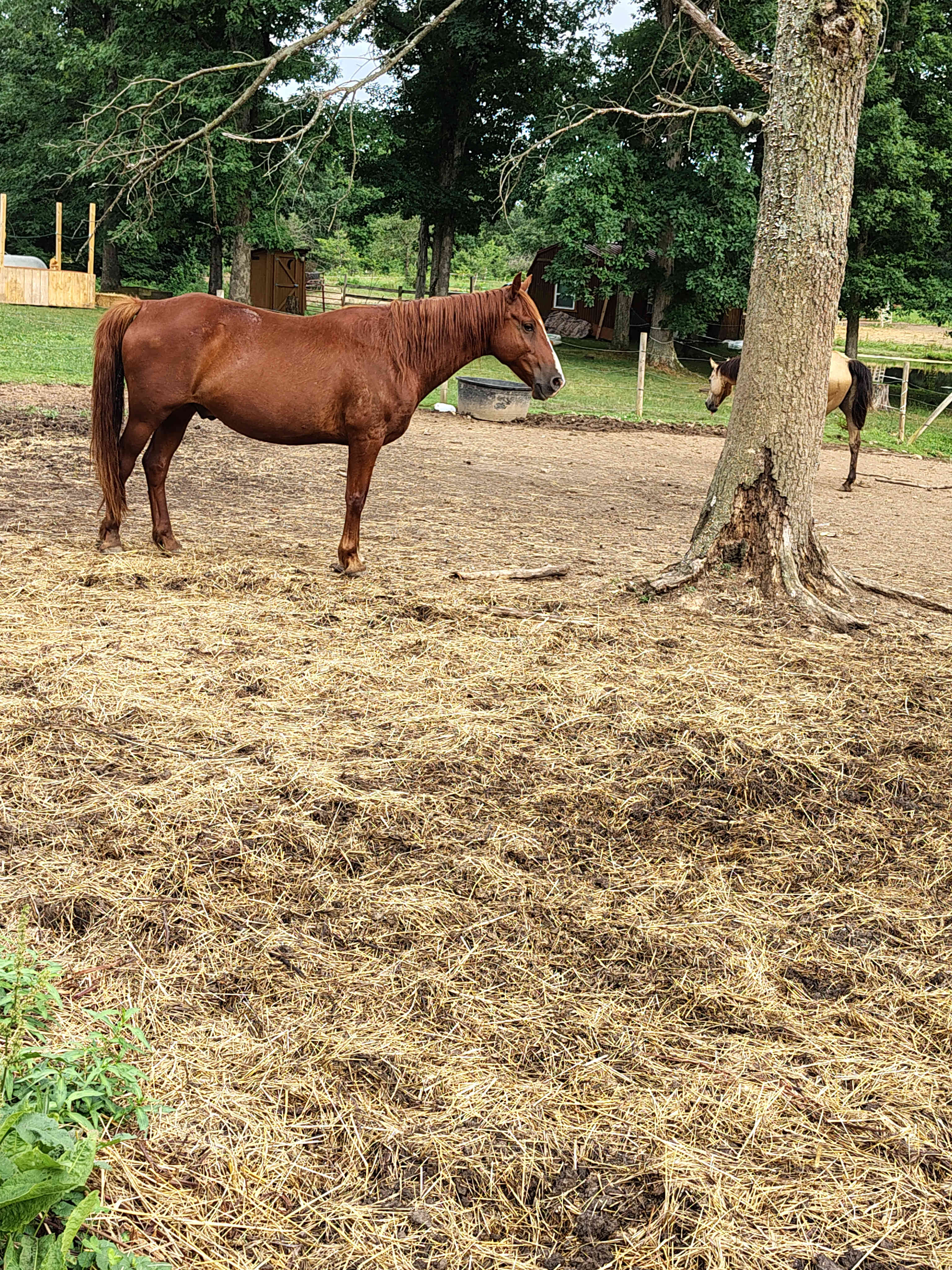 DLR Mustang Ranch