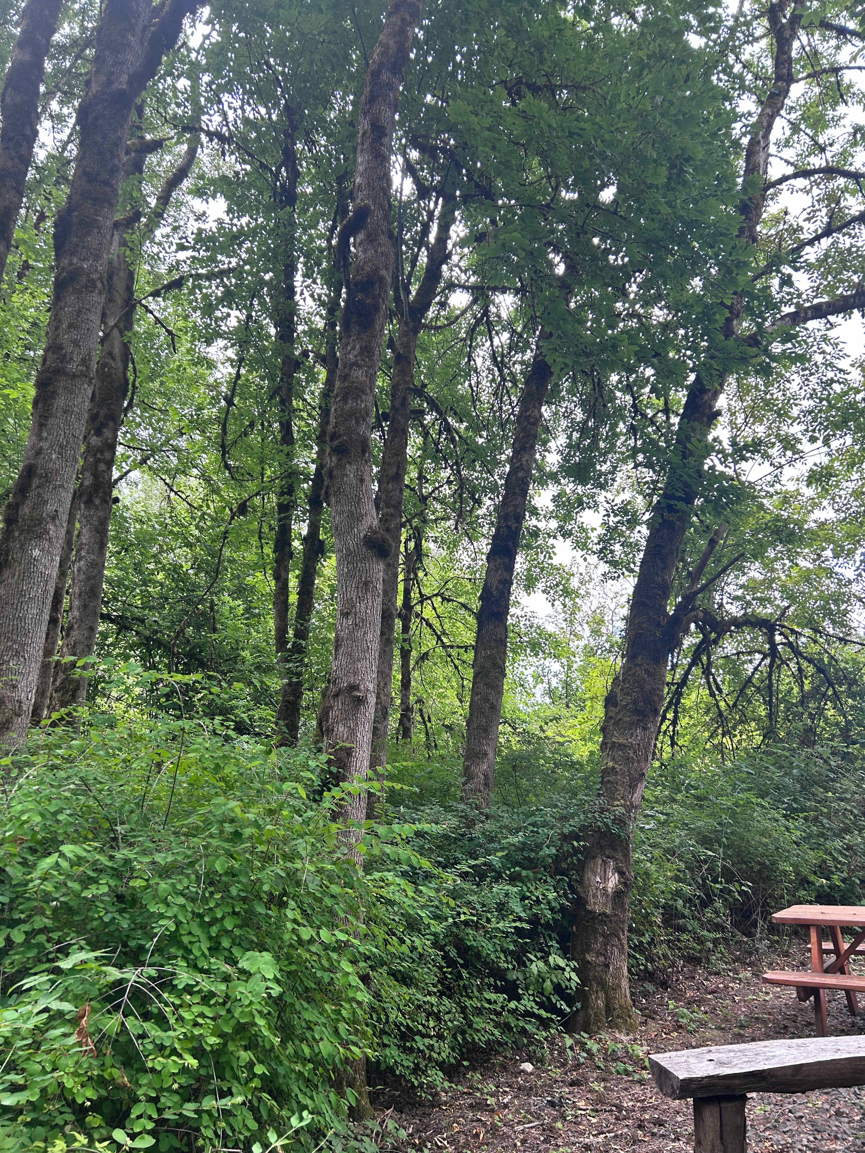 Surrounded by trees in our campsite 