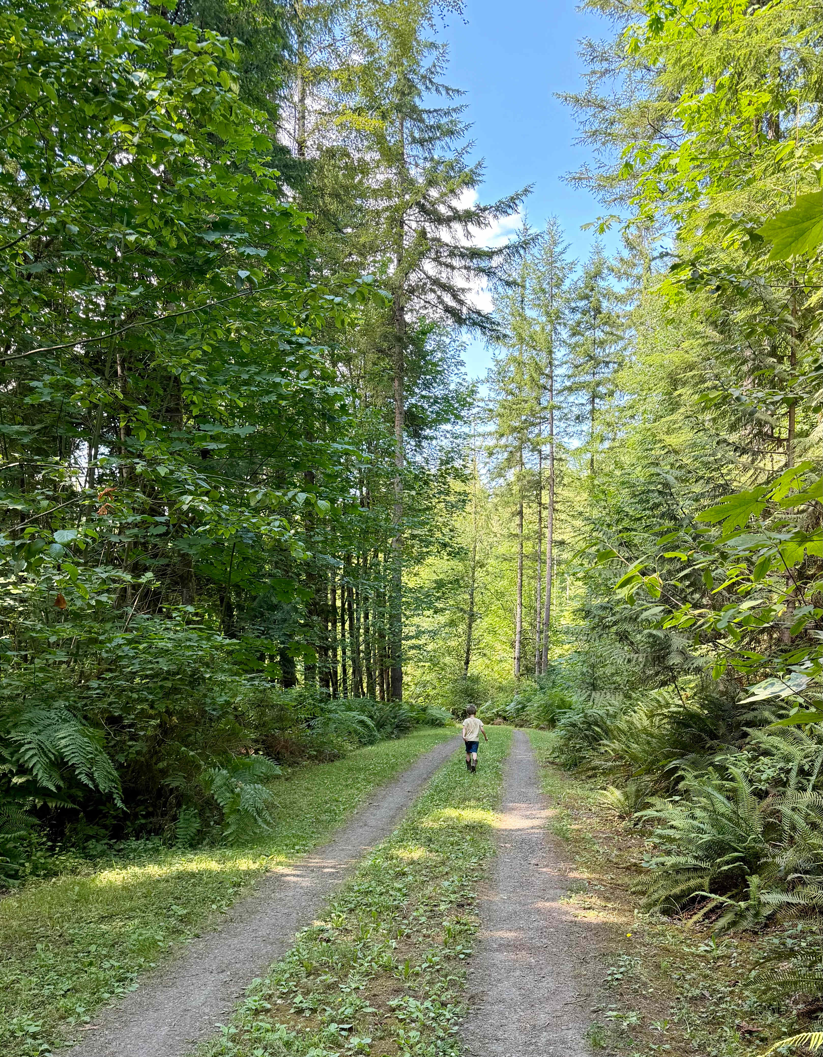 Moonsmoke Woods