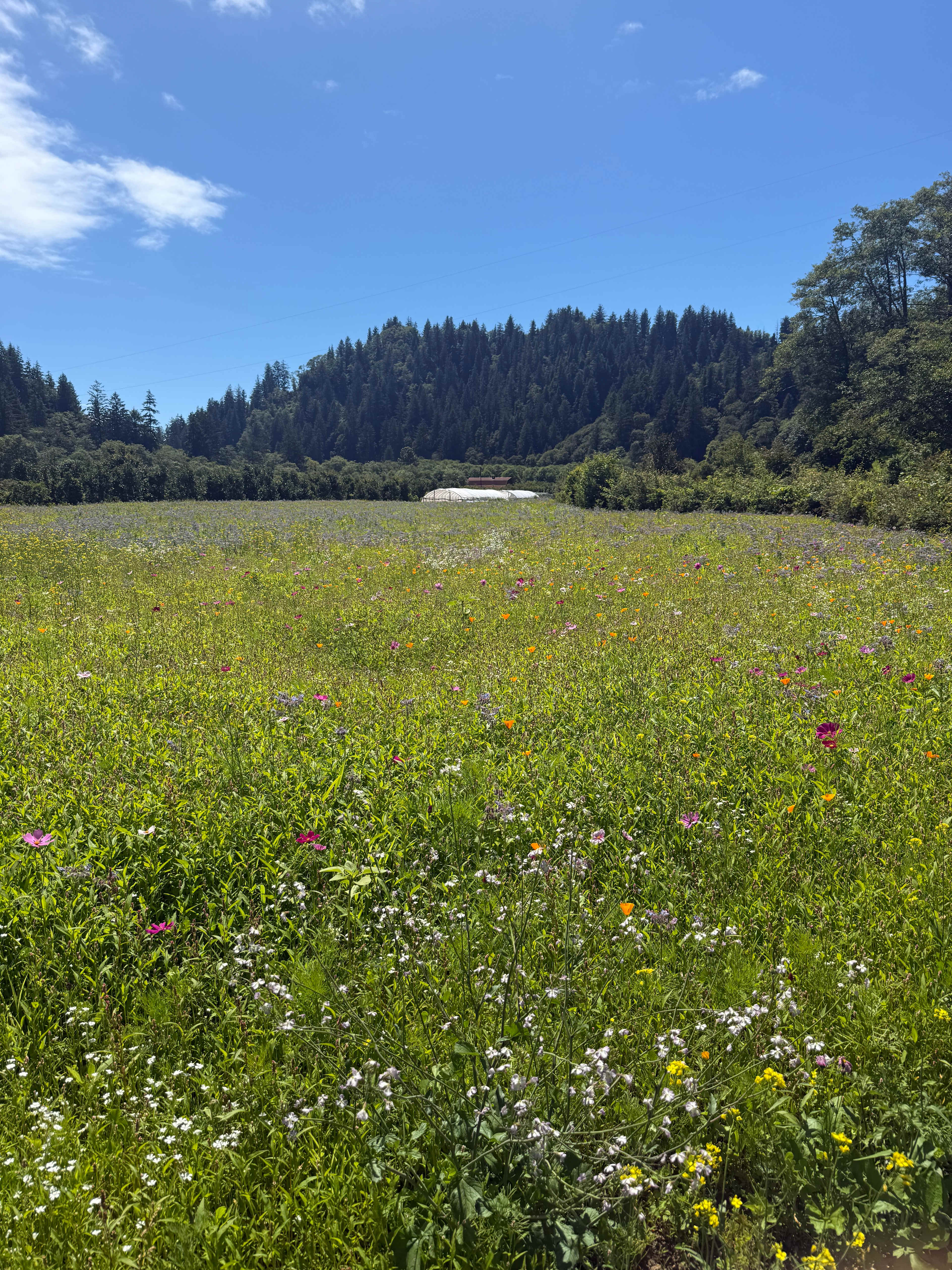 The Hydrangea Ranch