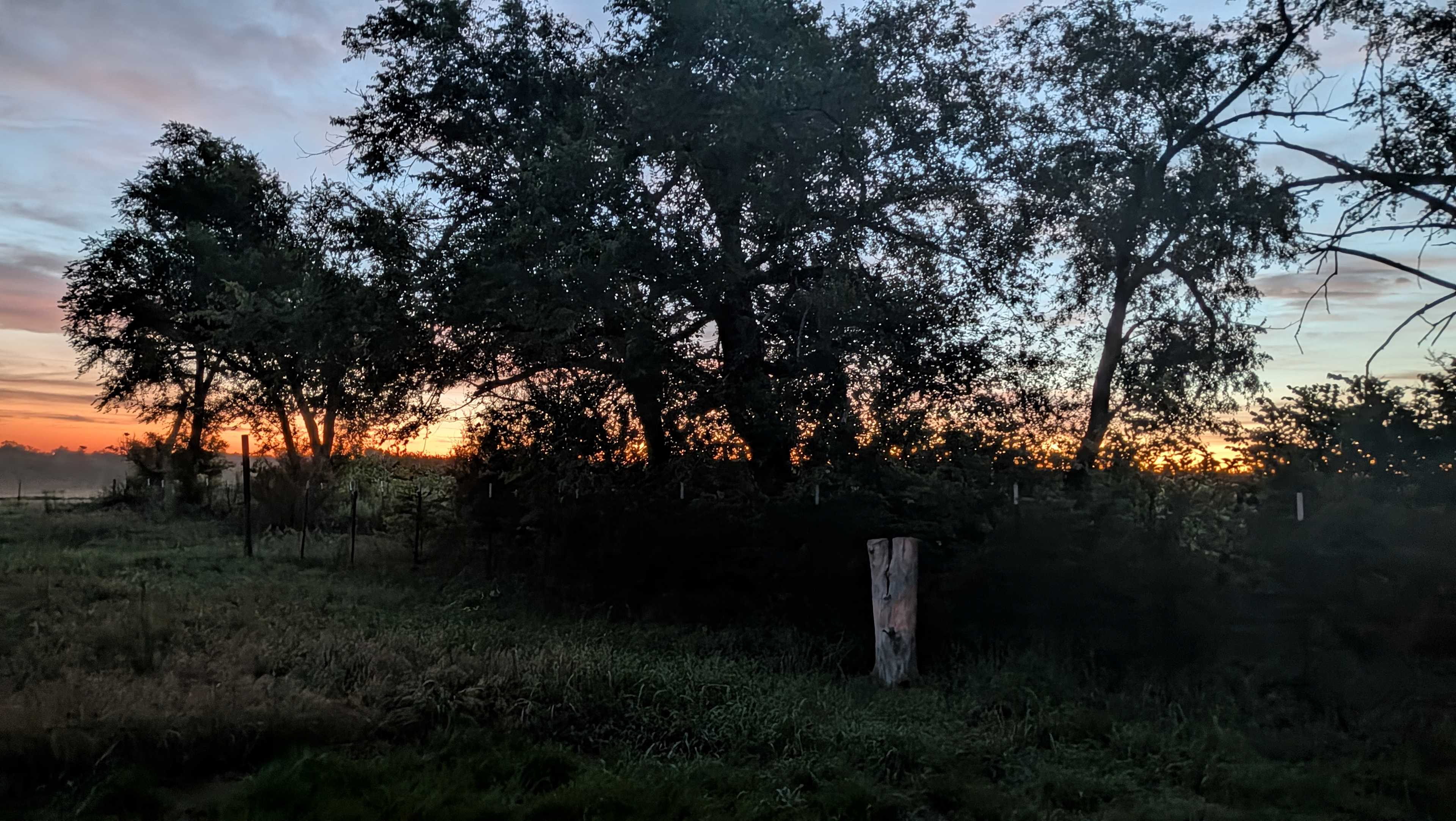 Our Little Grove