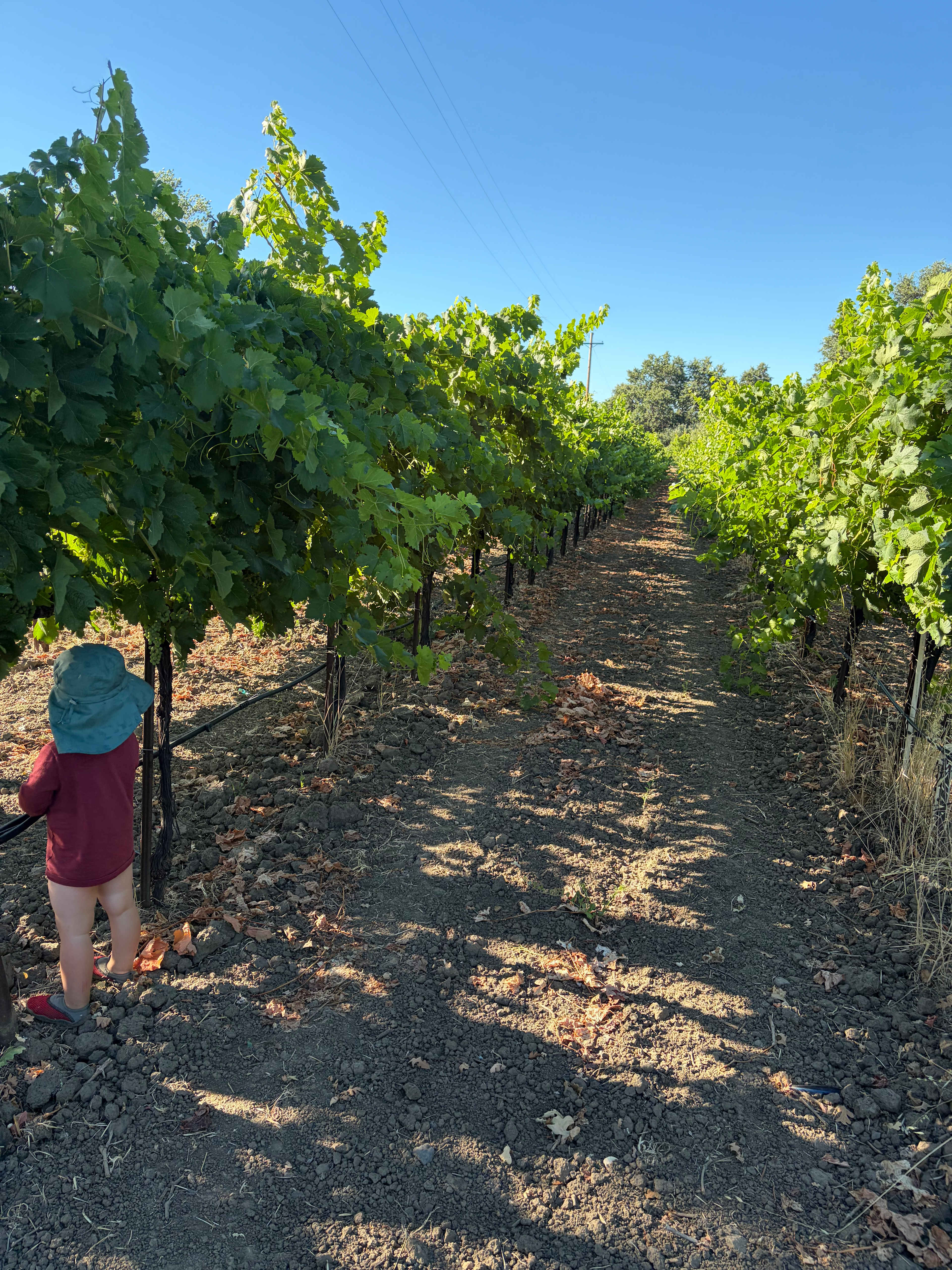 Toddler loved to see grapes on the vine!